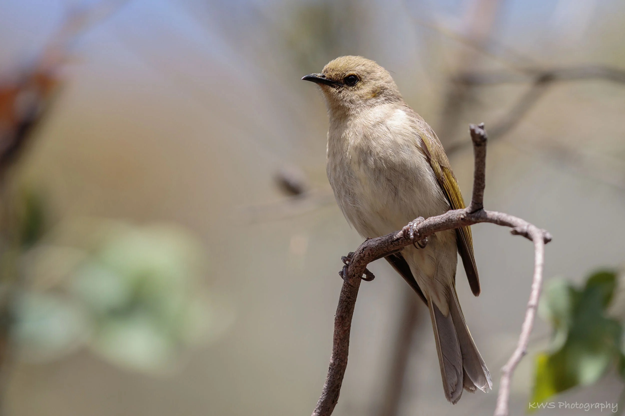 Fuscous Honeyeater (Lichenostomus fuscus)