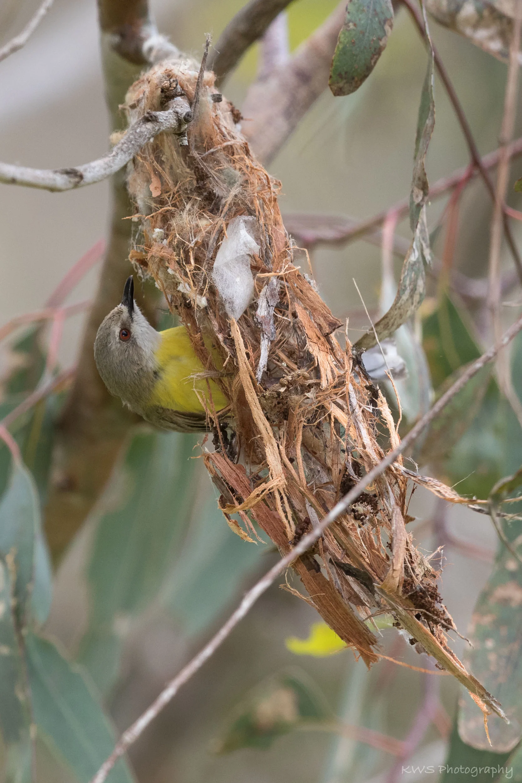 White-throated Gerygone and nest (Gerygone olivacea)
