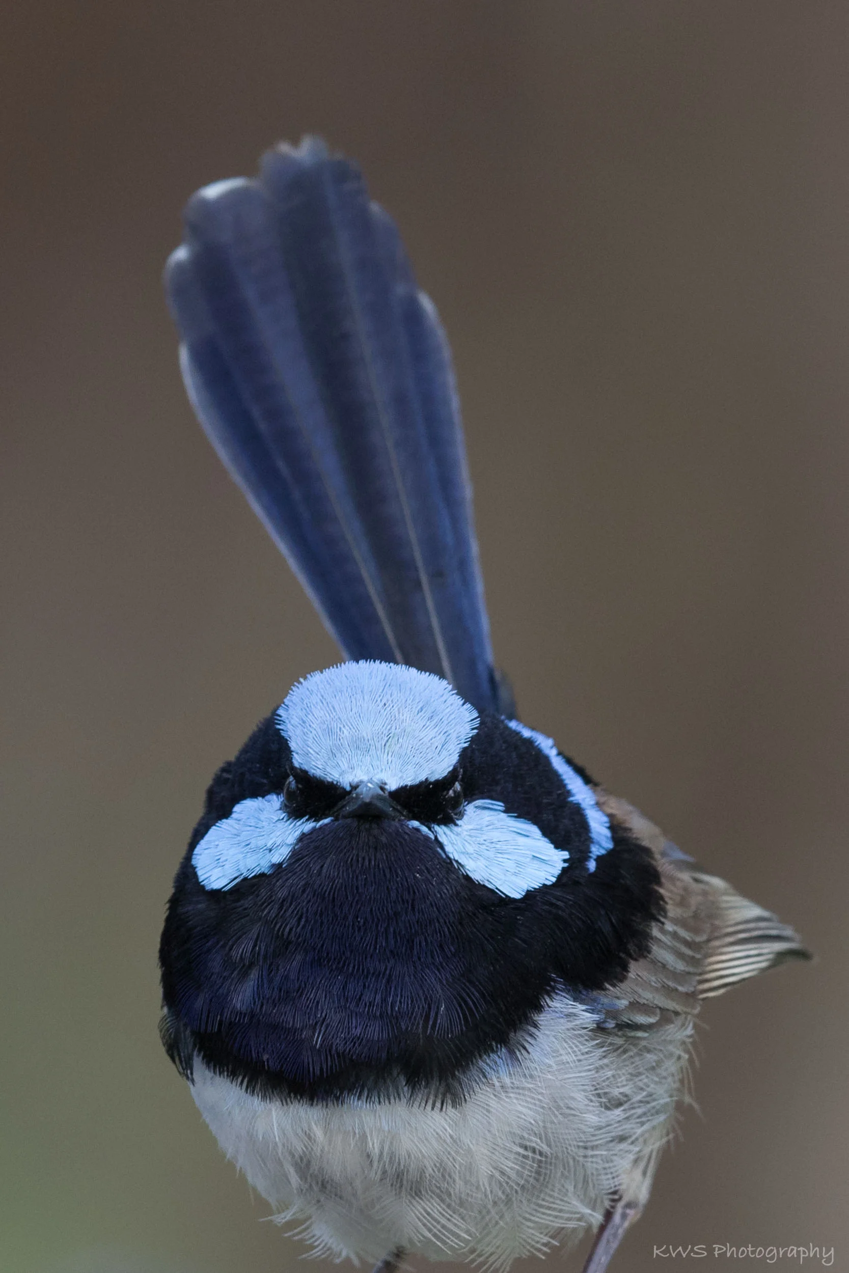Male Superb Fairy-wren (Malurus cyaneus)