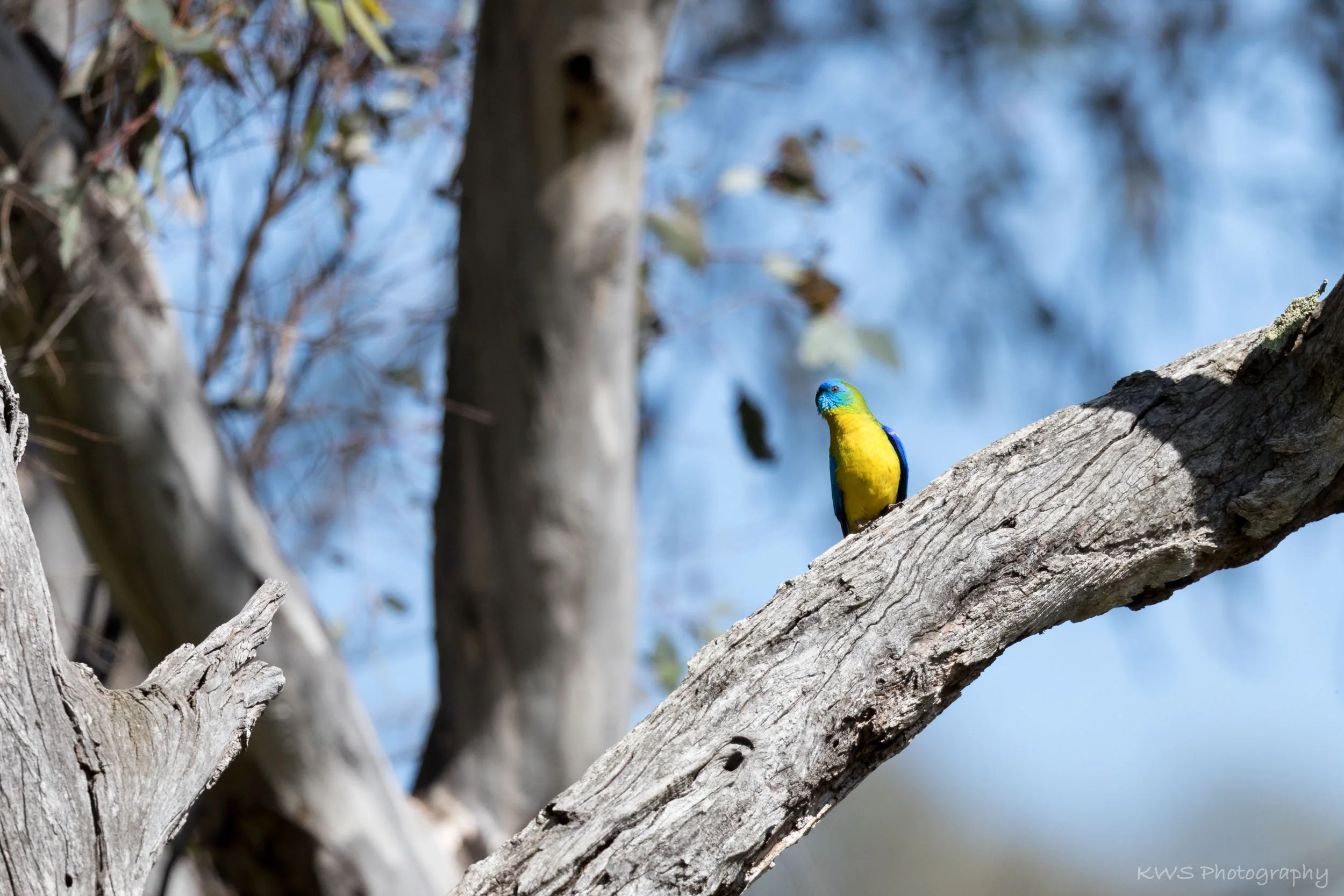 Male Turquoise Parrot (Neophema pulchella)