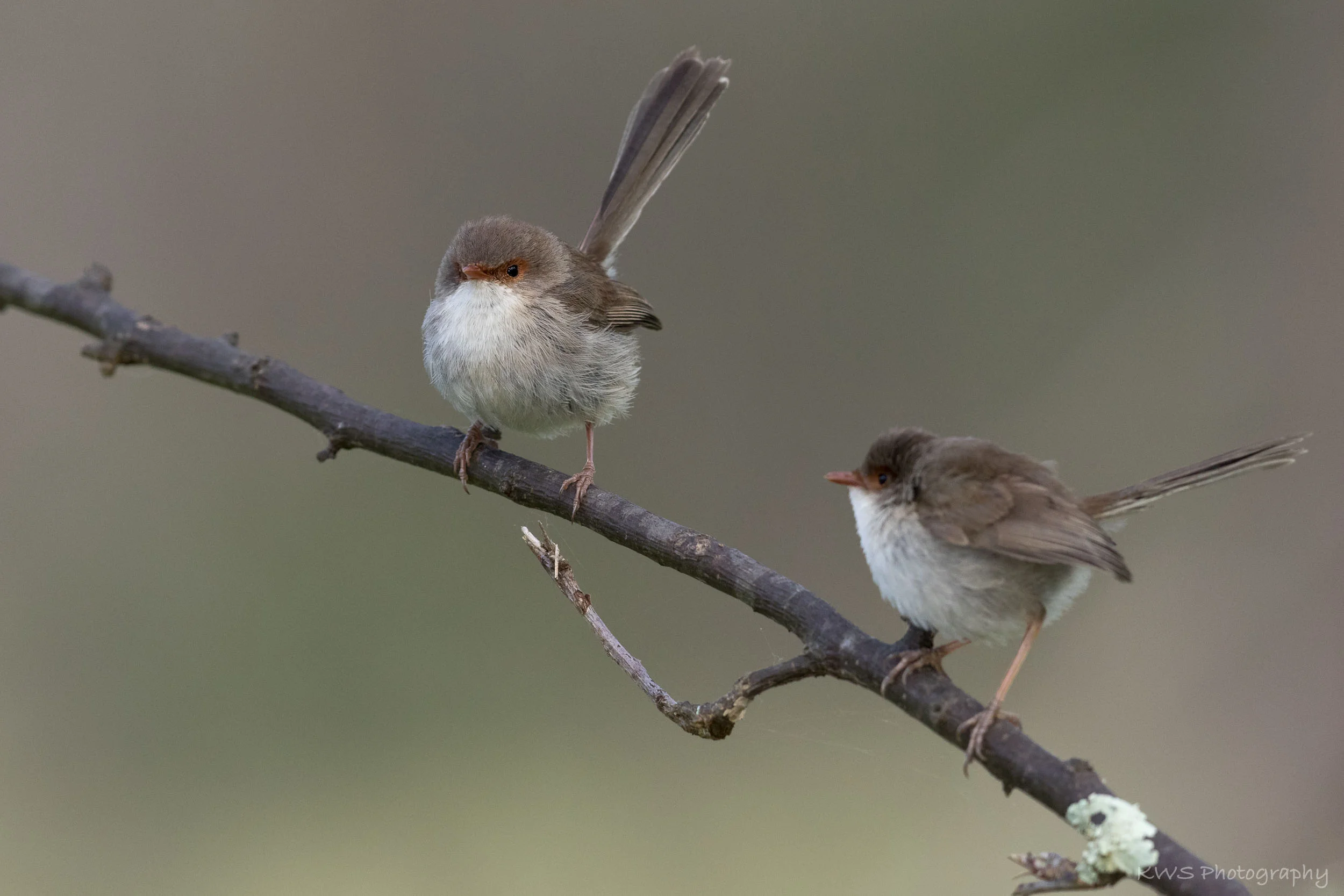 Female Superb Fairy-wrens (Malurus cyaneus)
