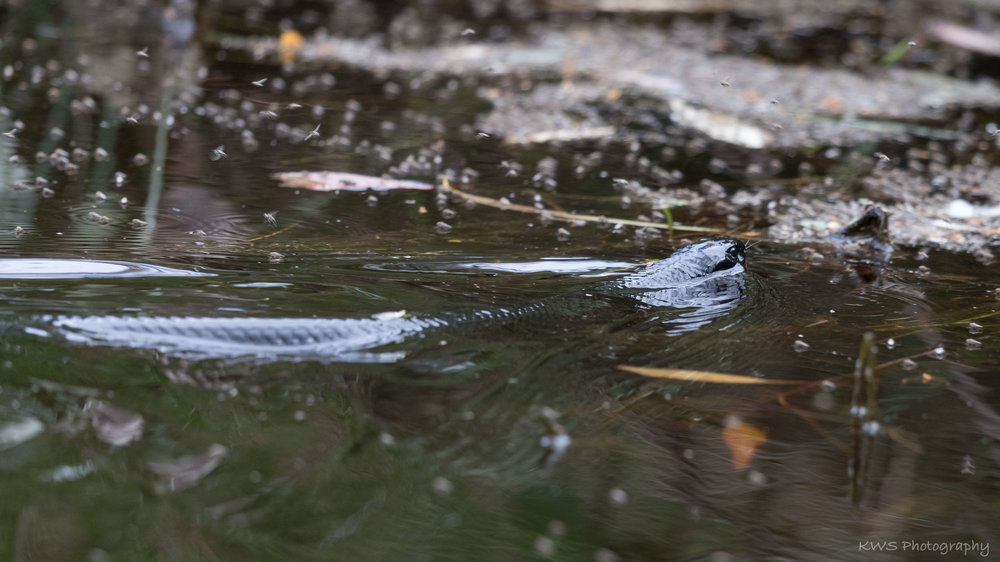 Red-bellied Black Snake (Pseudechis porphyriacus)