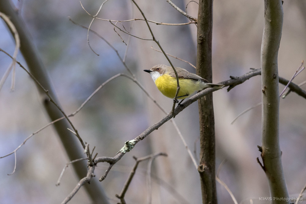 White-throated Gerygone (Gerygone olivacea)