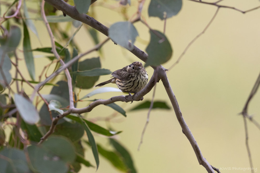 Speckled Warbler (Pyrrholaemus sagittatus)