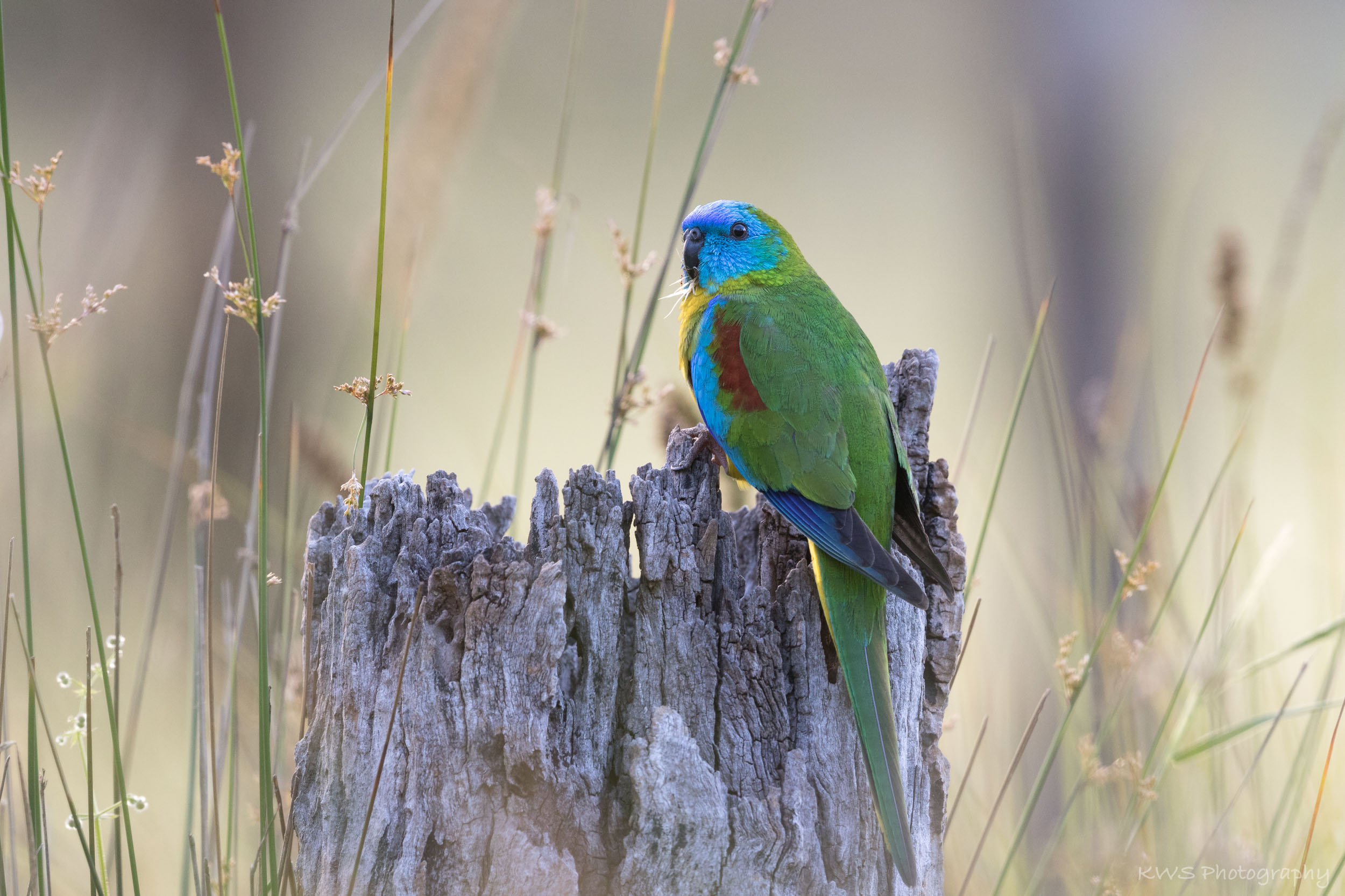 Male Turquoise Parrot (Neophema pulchella)