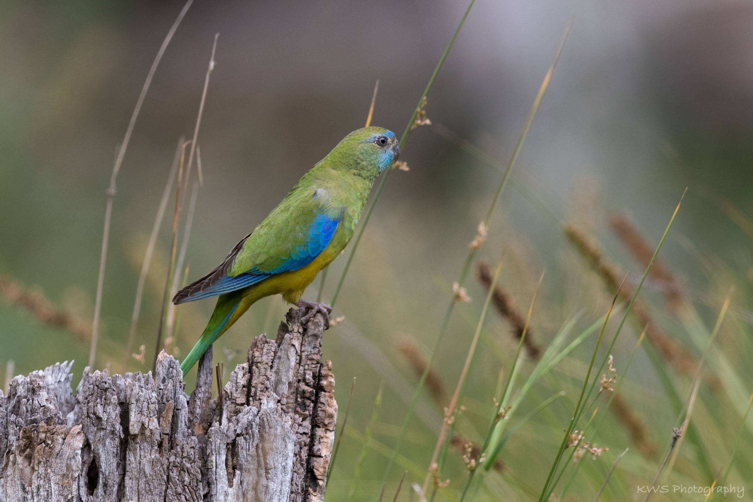 Female Turquoise Parrot (Neophema pulchella)