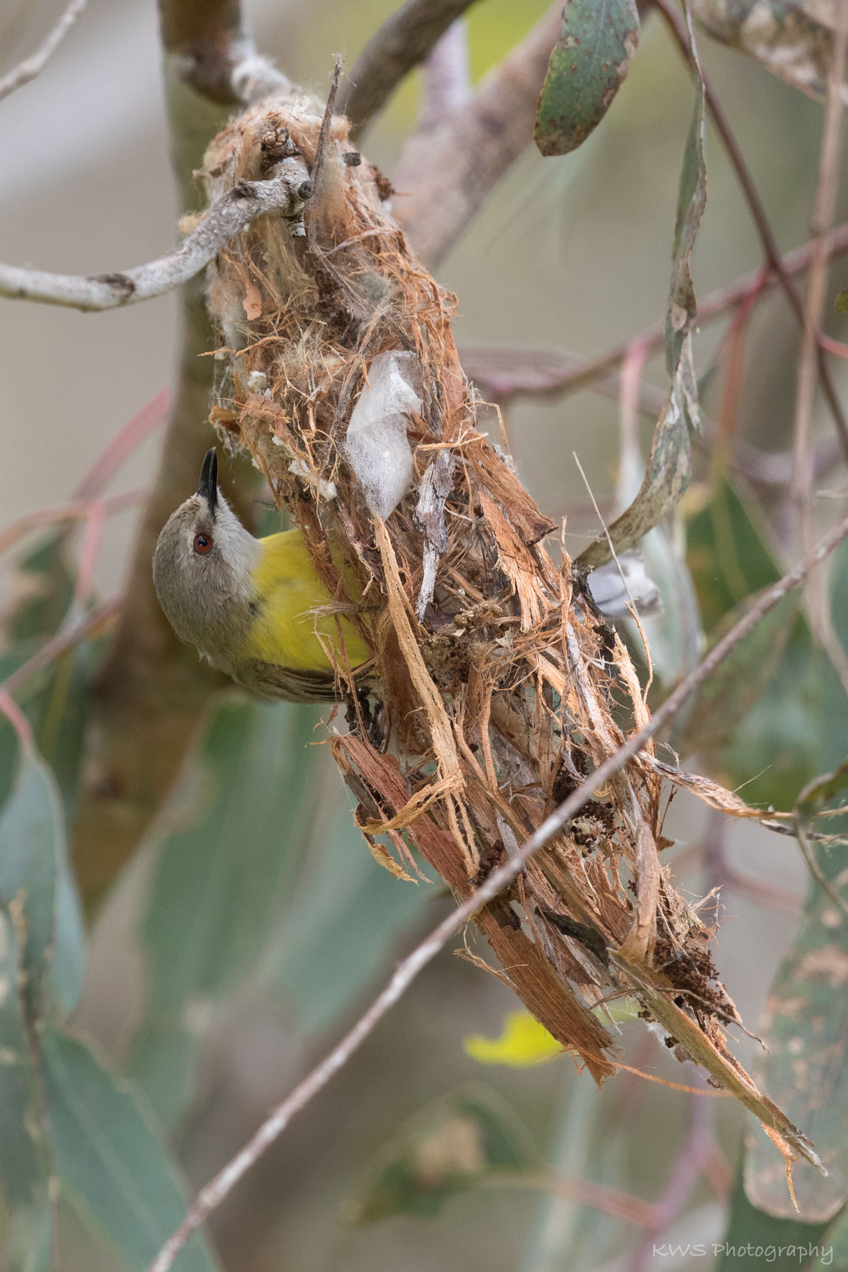 White-throated Gerygone (Gerygone olivacea)