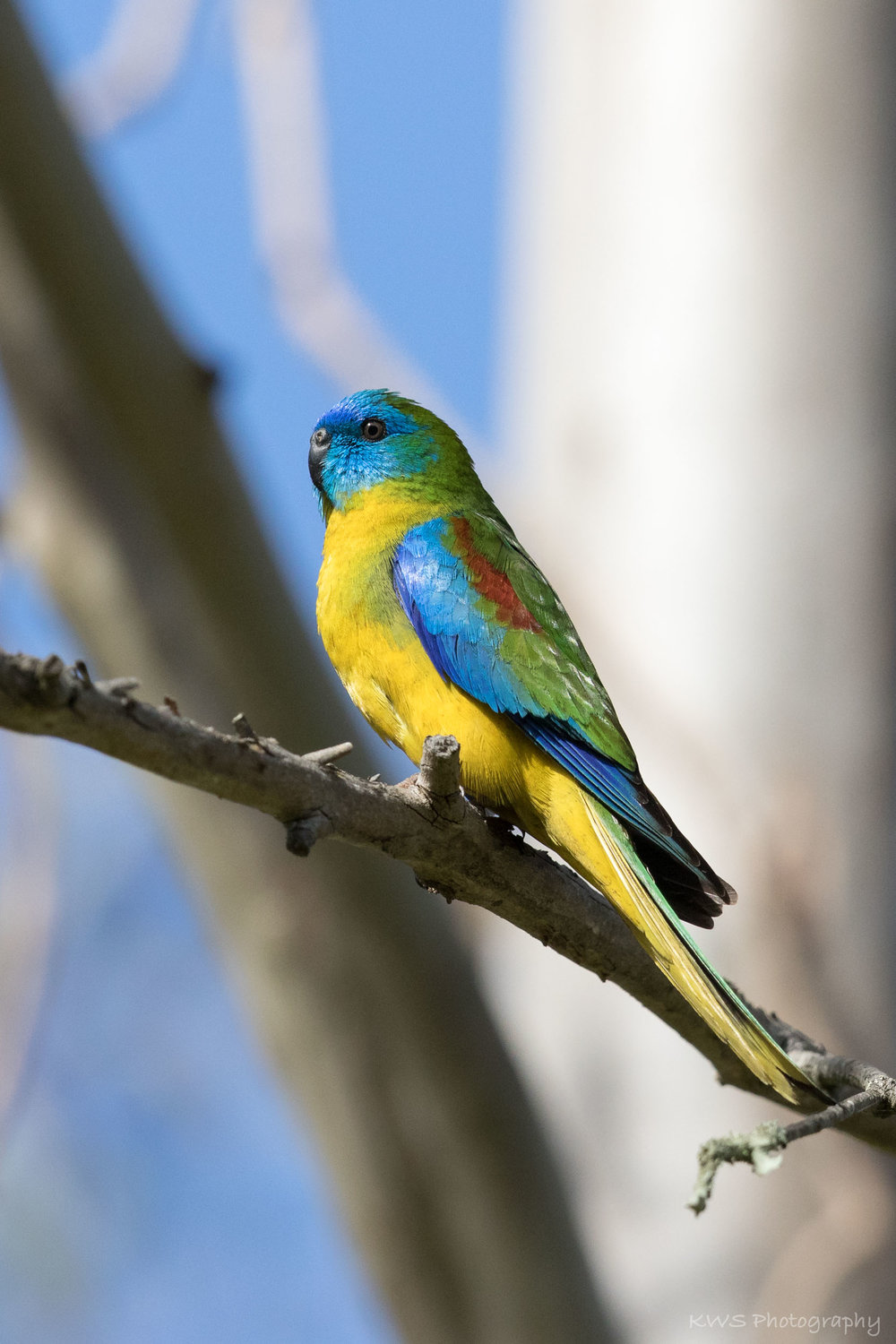 Male Turquoise Parrot