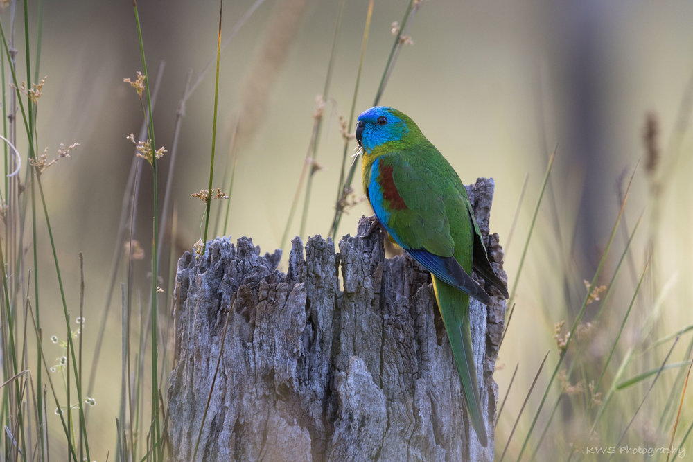 Male Turquoise Parrot