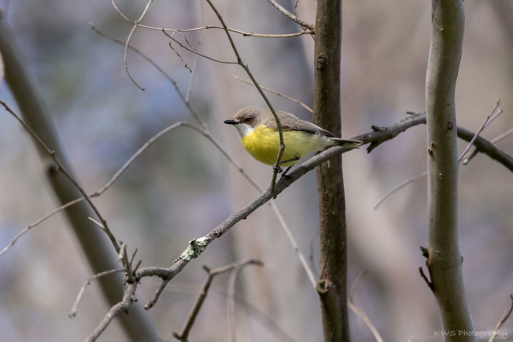 White-throated Gerygone