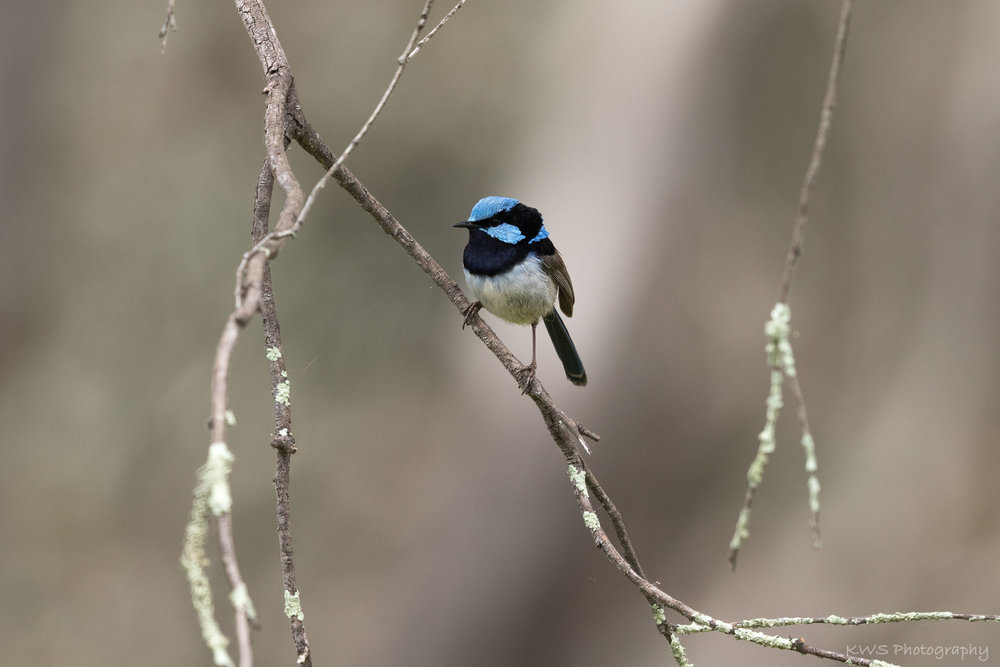 Male Superb Fairy-wren