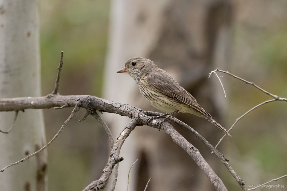 Female Rufous Whistler