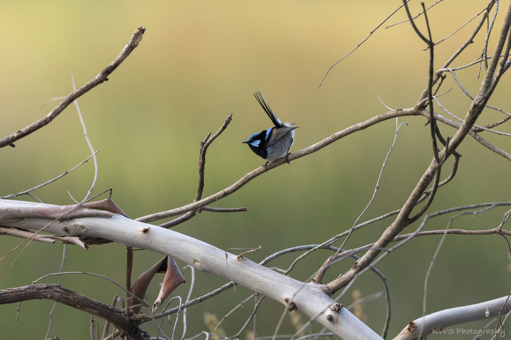 Male Superb Fairy-wren