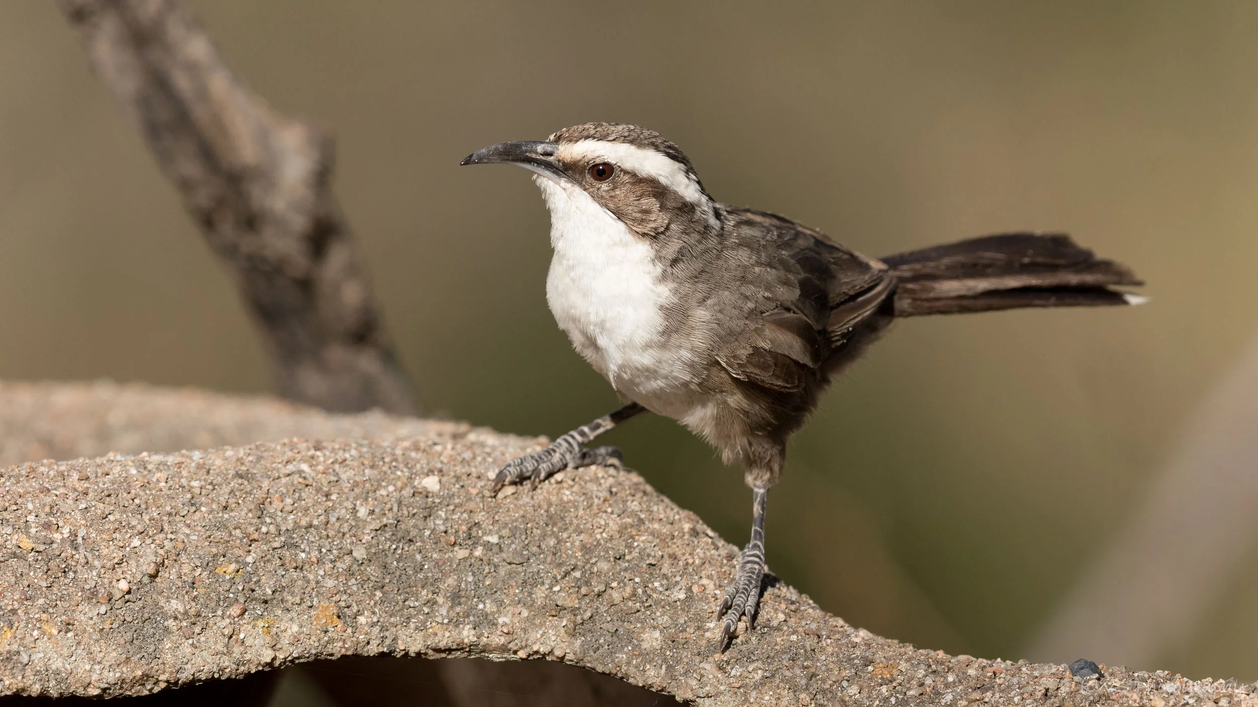 White-browed Babbler (Pomatostomus superciliosus)