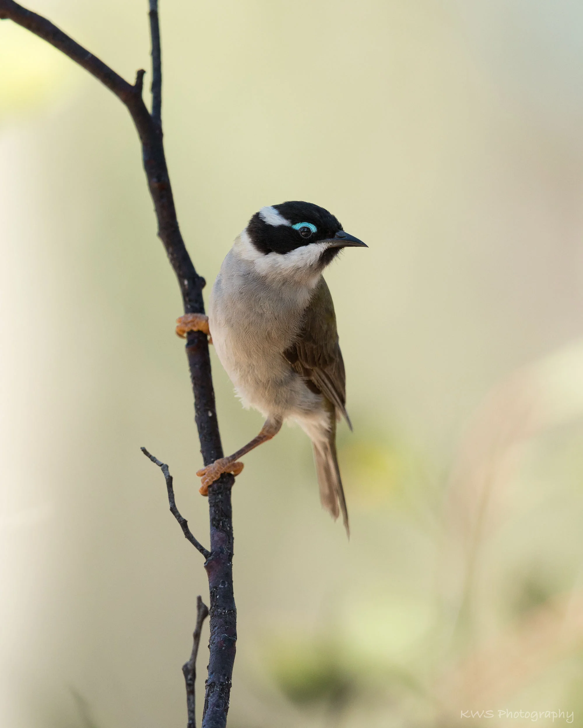 Black-chinned Honeyeater (Melithreptus gularis)
