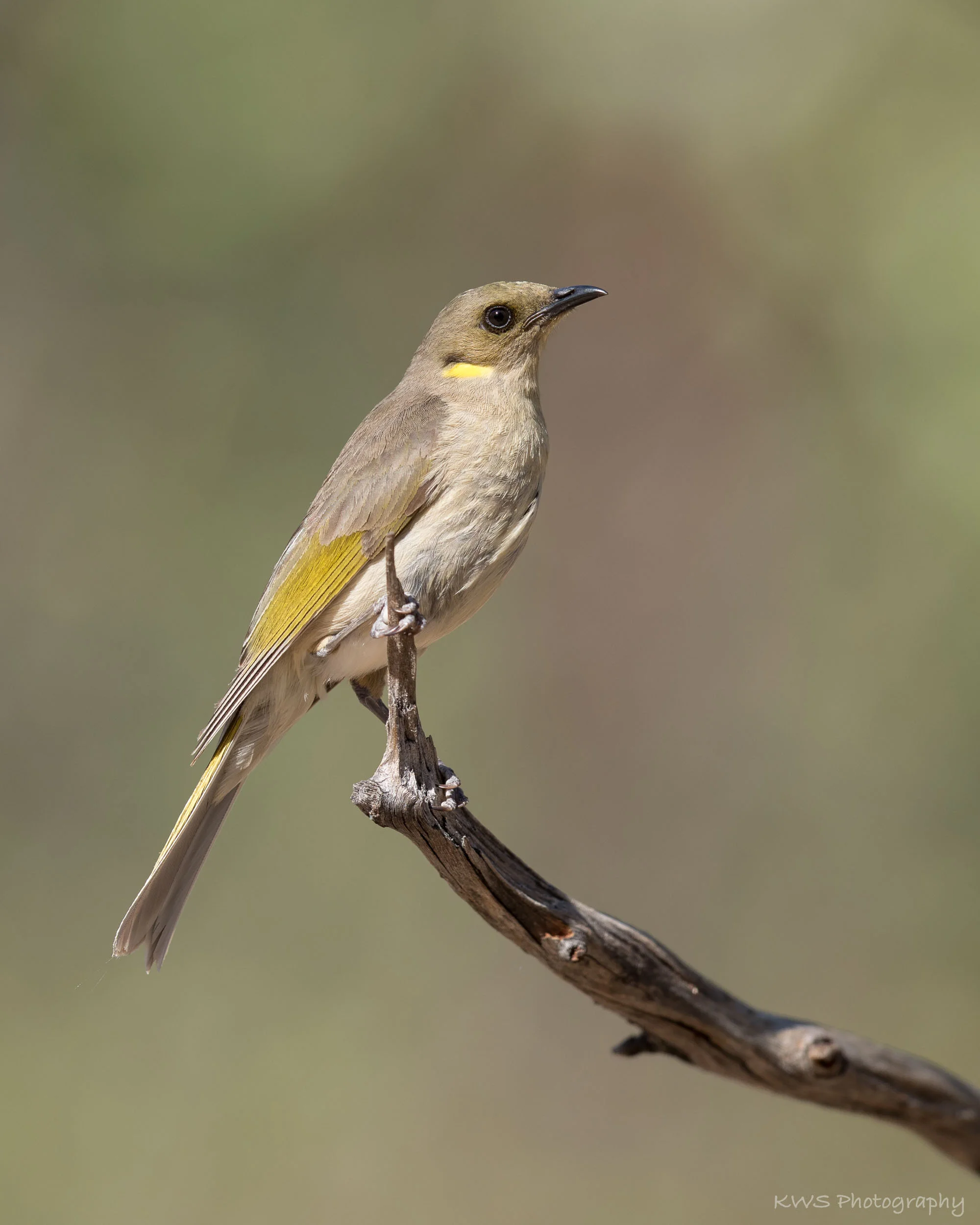Fuscous Honeyeater (Lichenostomus fuscus)