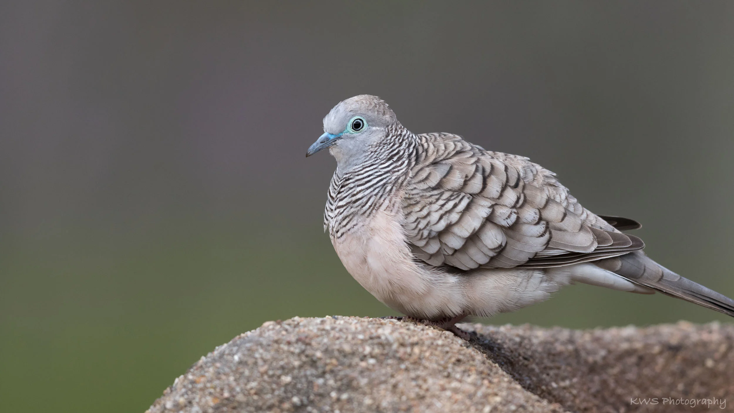 Peaceful Dove (Geopelia placida)