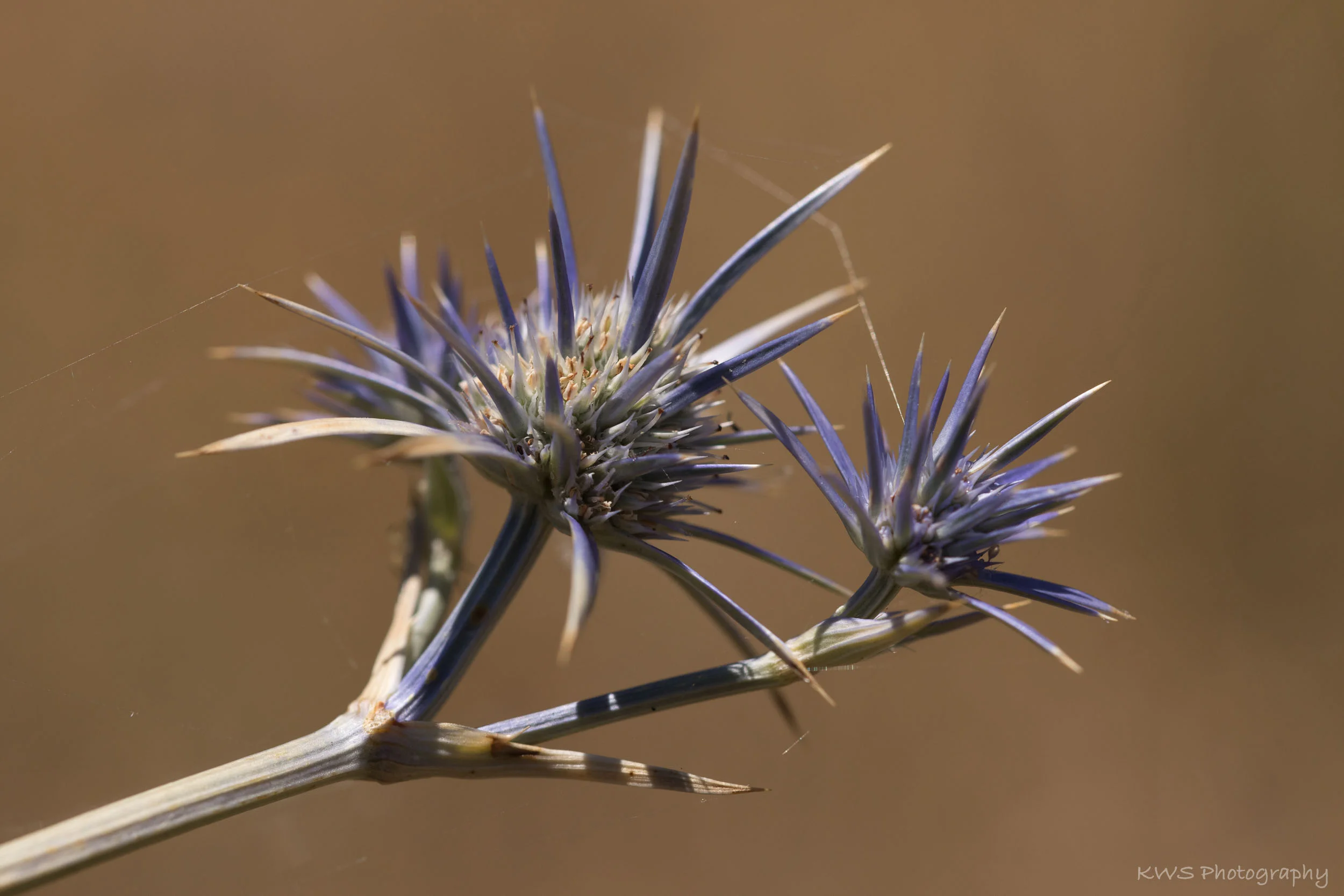 Blue Devil (Eryngium ovinum)