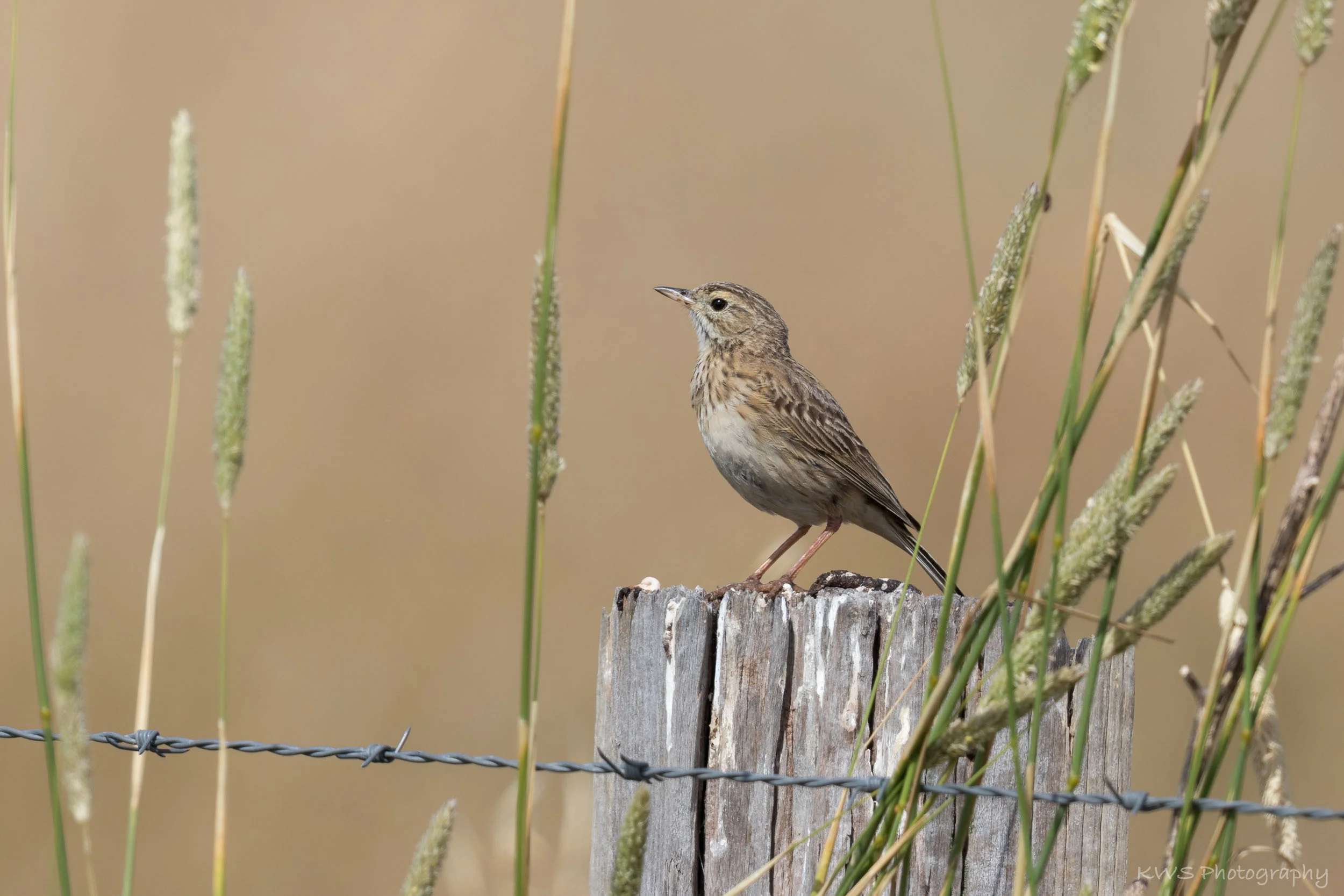 Australasian Pipit (Anthus novaeseelandiae)