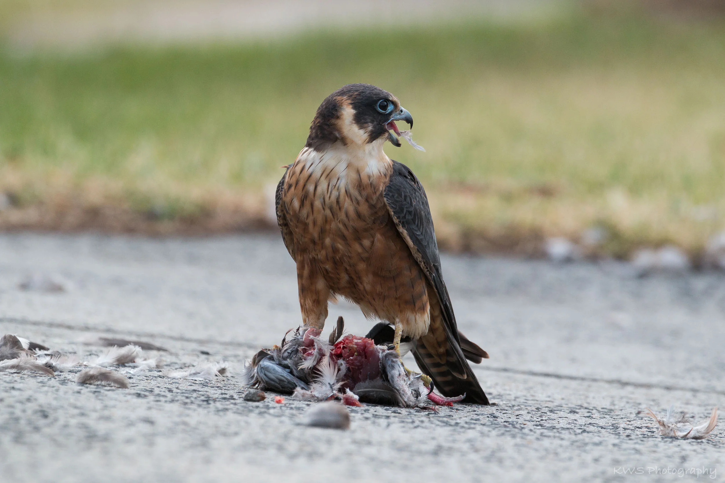 Australian Hobby (Falco longipennis)