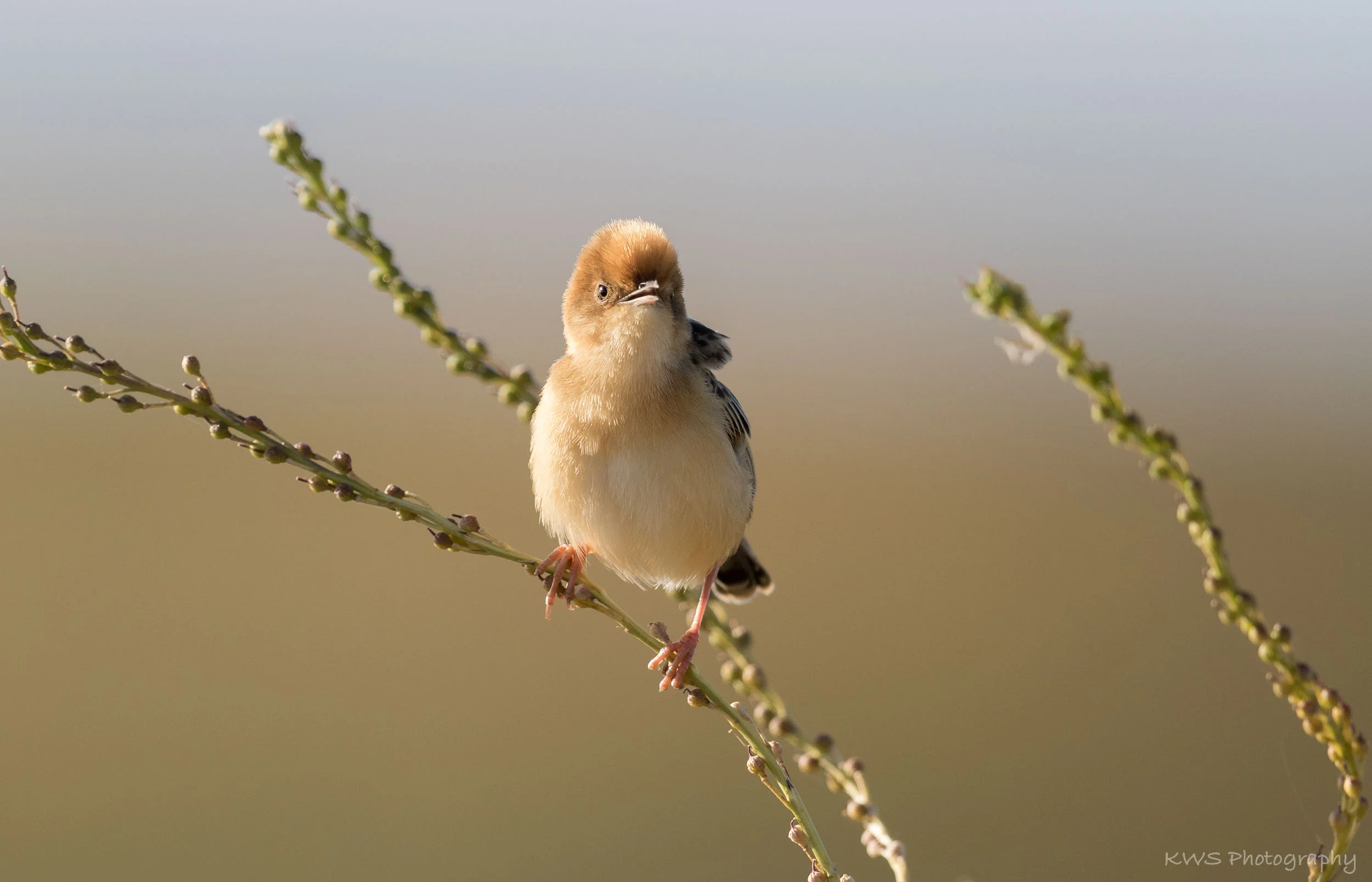 Golden-headed Cisticola (Cisticola exilis)