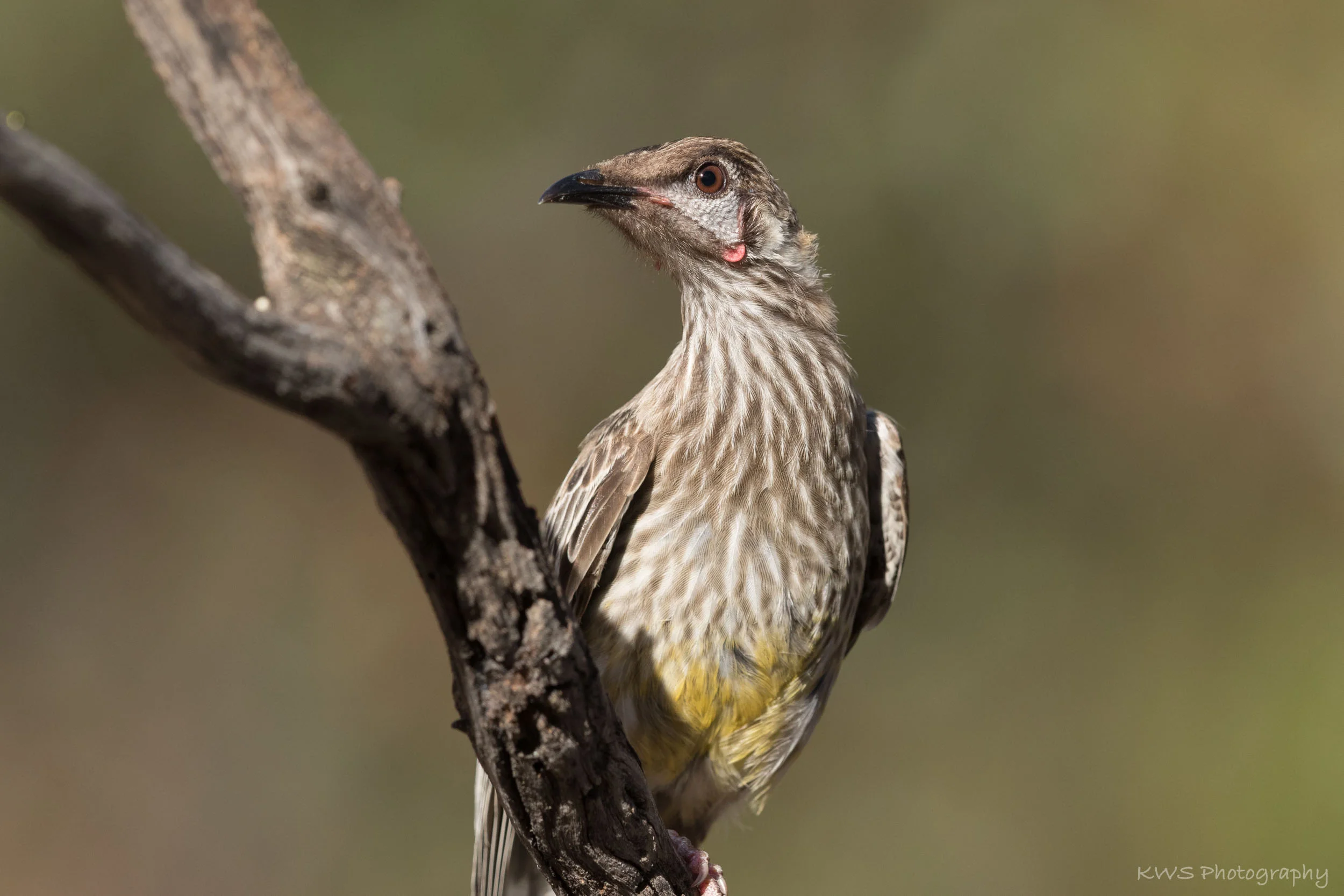Immature Red Wattlebird (Anthochaera carunculata)