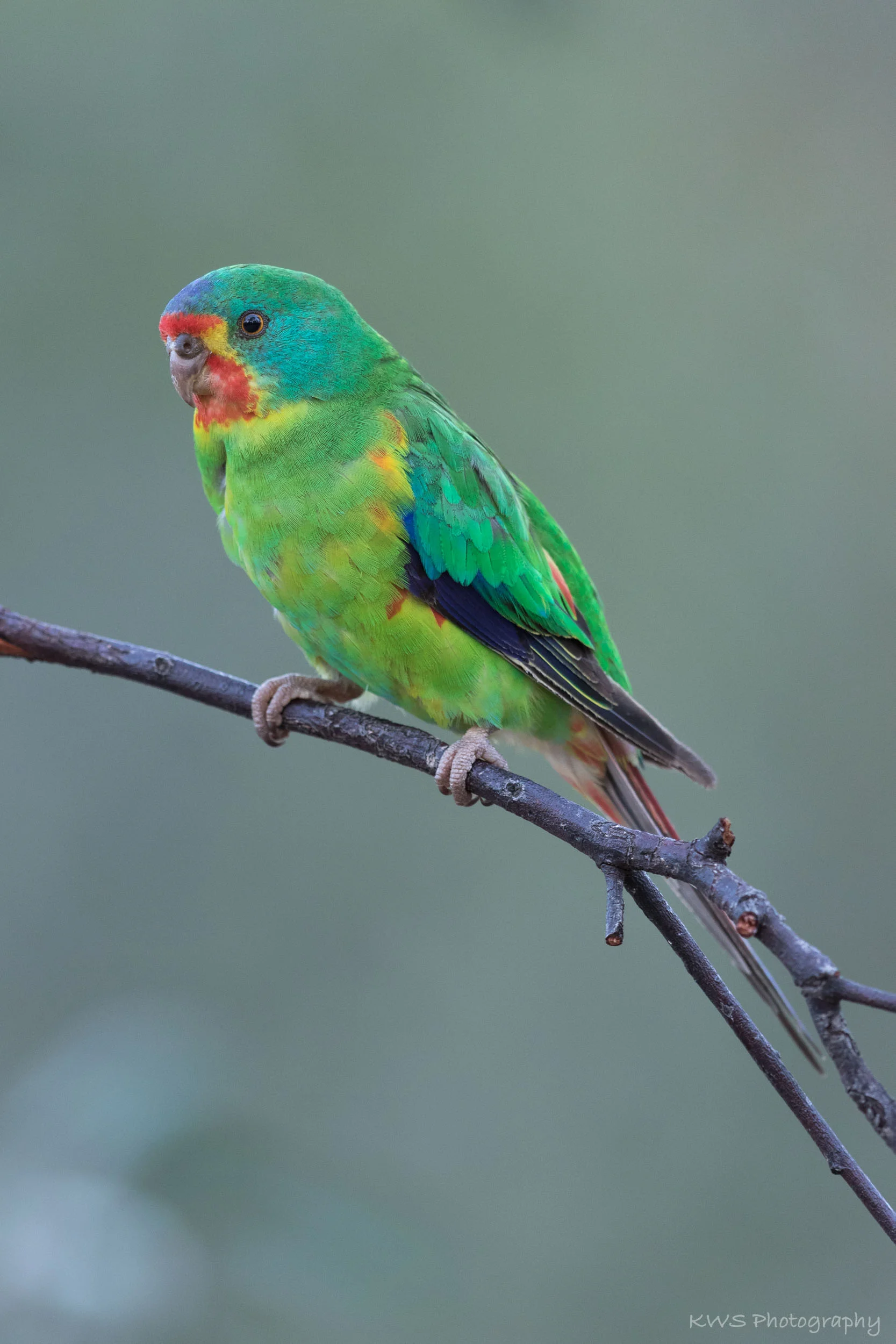 Swift Parrot (Lathamus discolor)
