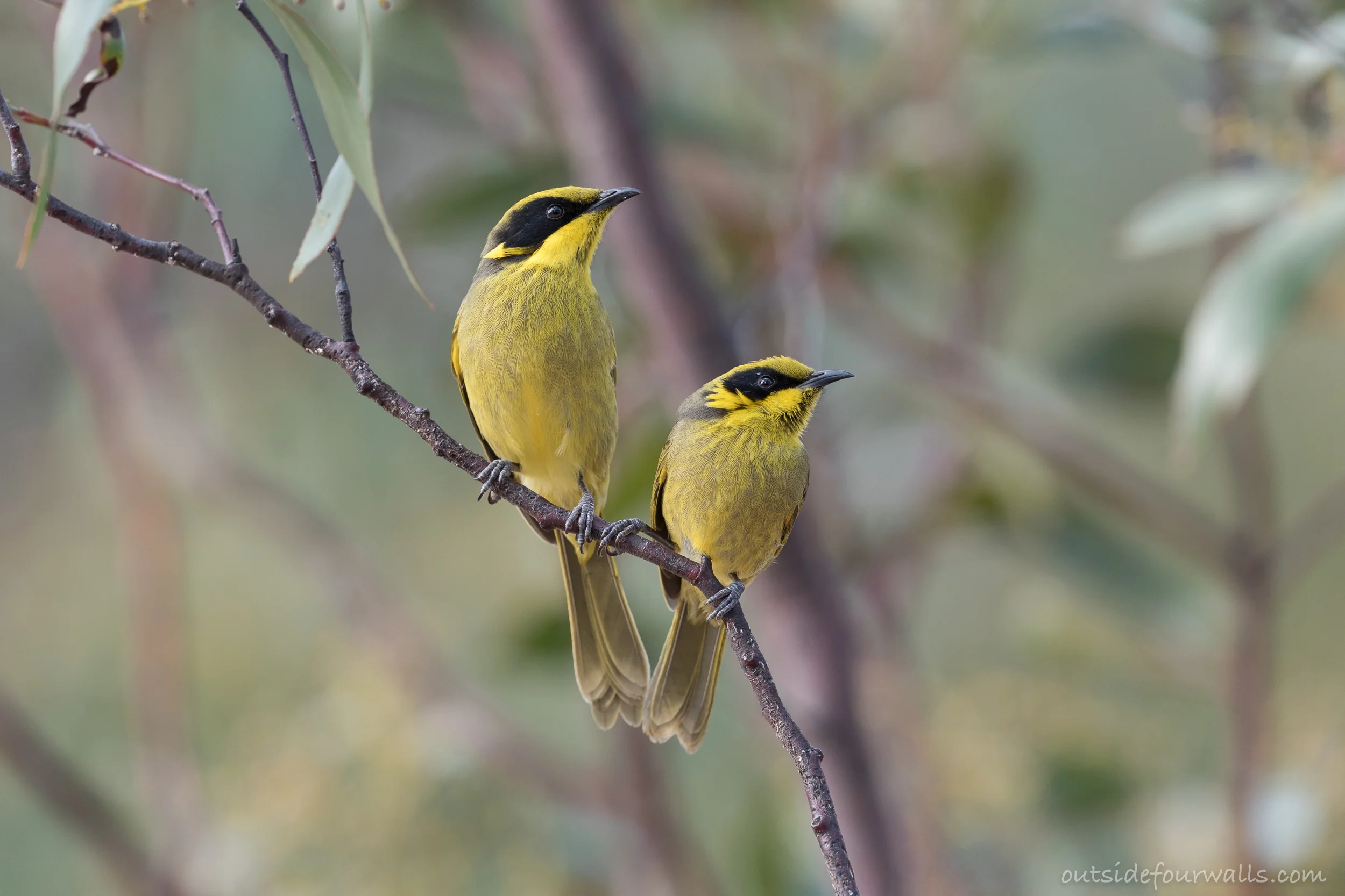 Yellow-tufted Honeyeaters (Lichenostomus melanops)