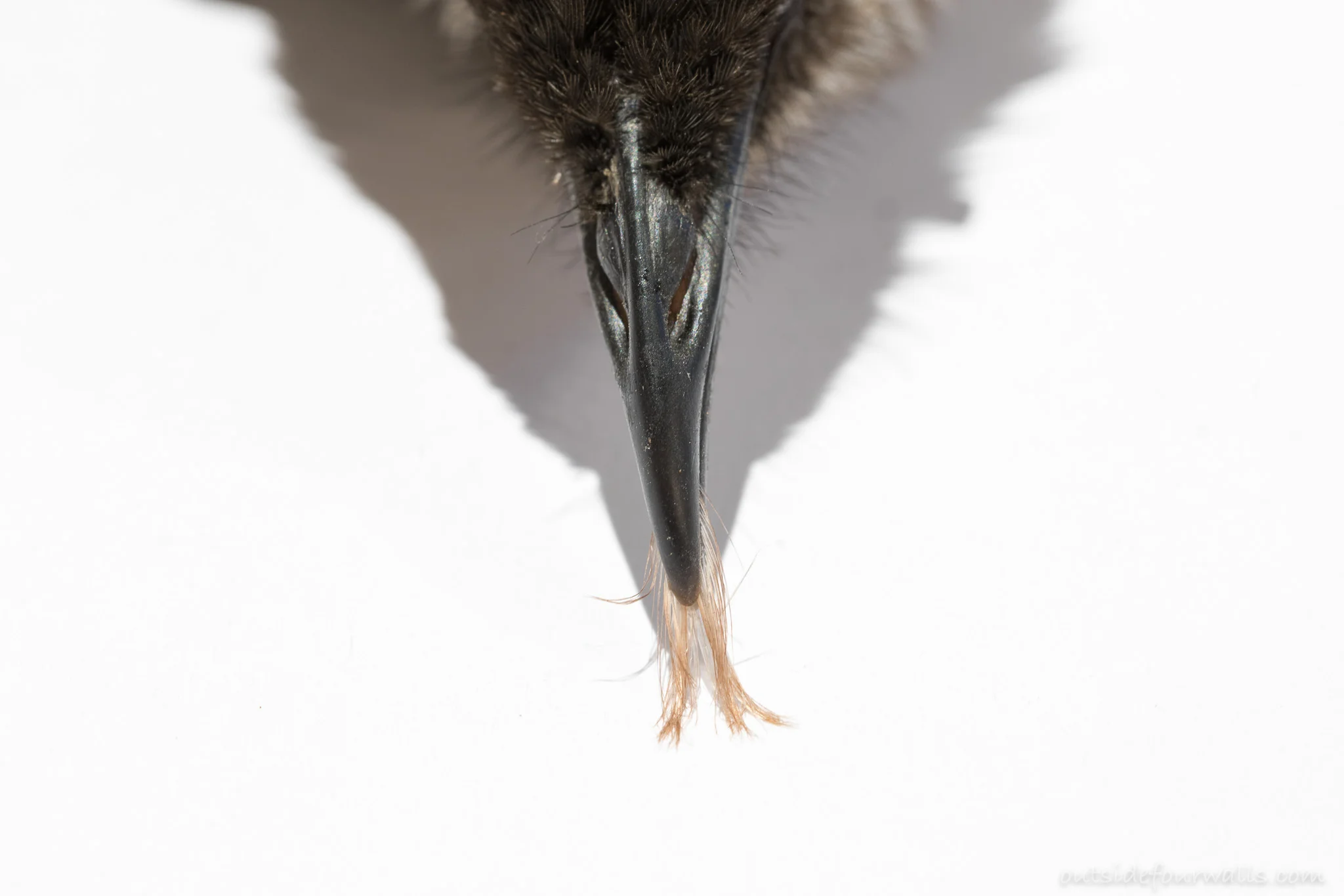 Red Wattlebird tongue