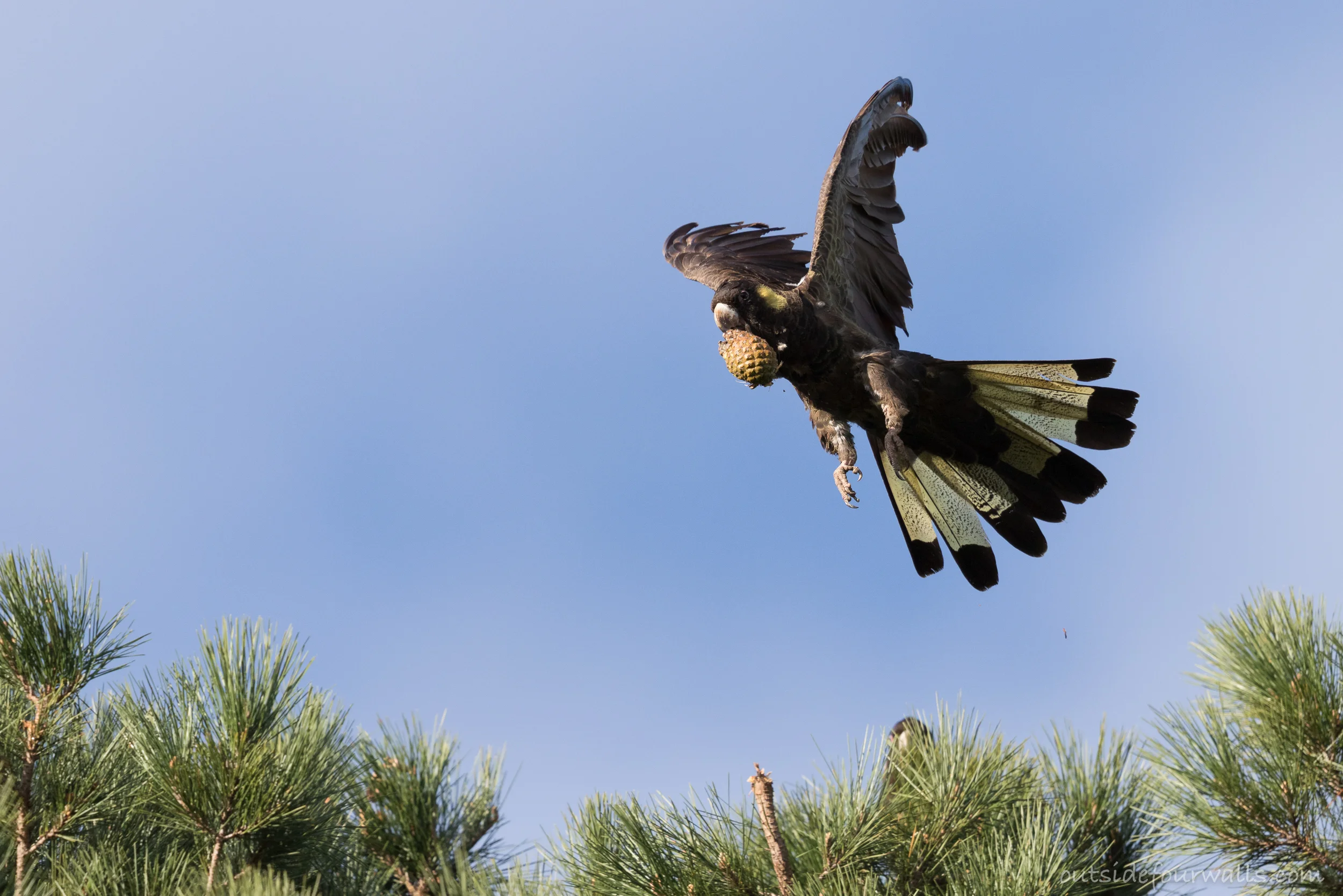 Yellow-tailed Black-cockatoo (Calyptorhynchus funereus)
