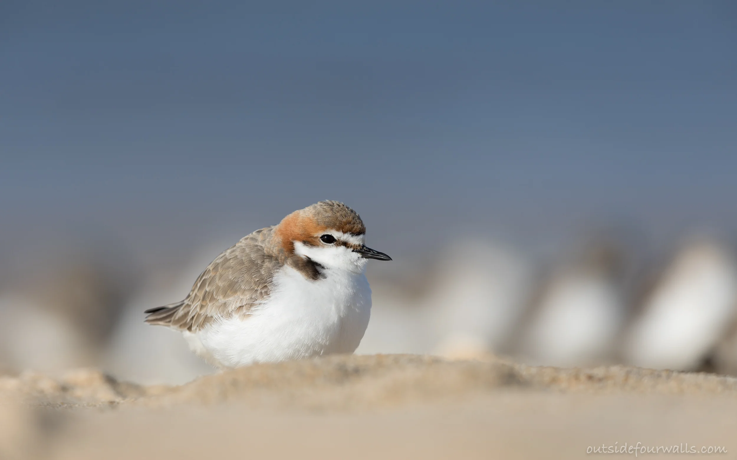 Red-capped Plover (Charadrius ruficapillus)