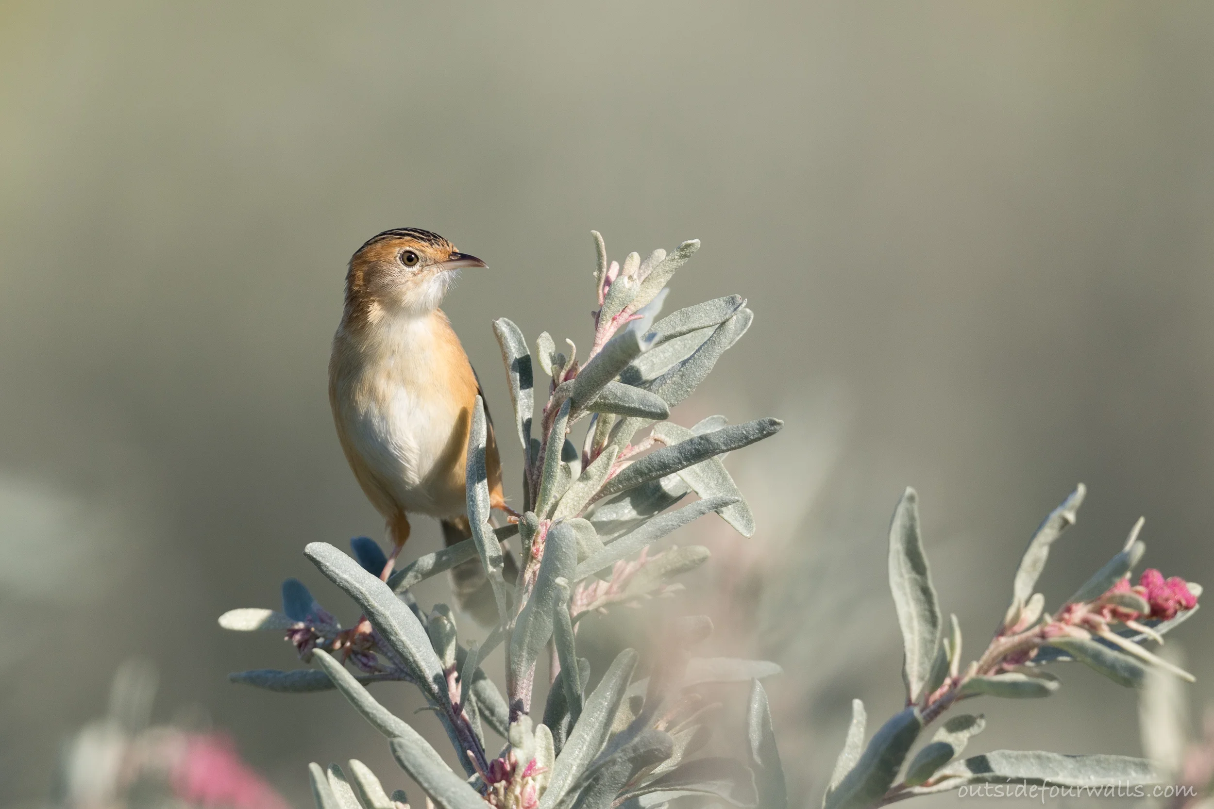 Golden-headed Cisticola (Cisticola exilis)