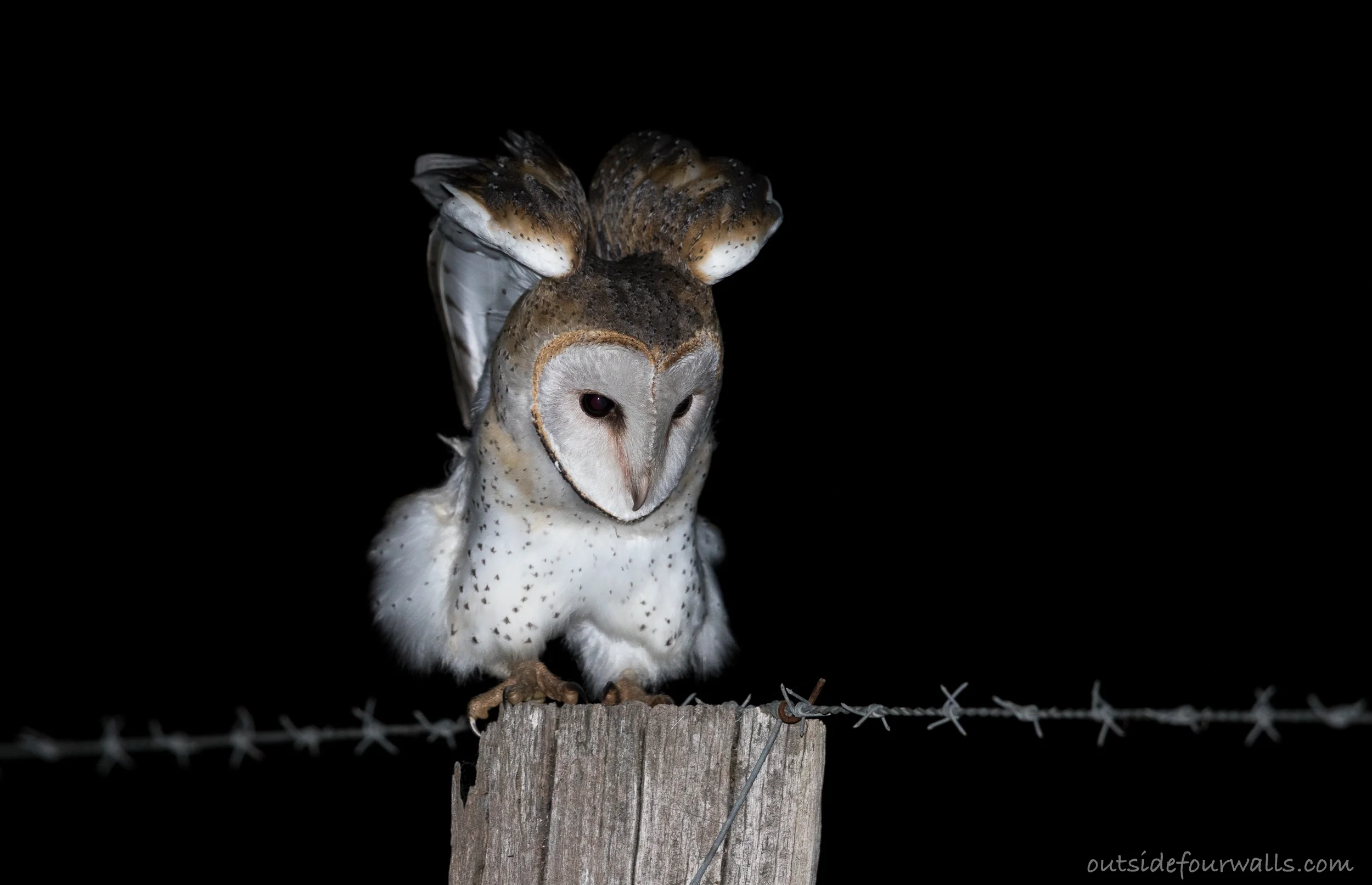 Eastern Barn Owl (Tyto alba)