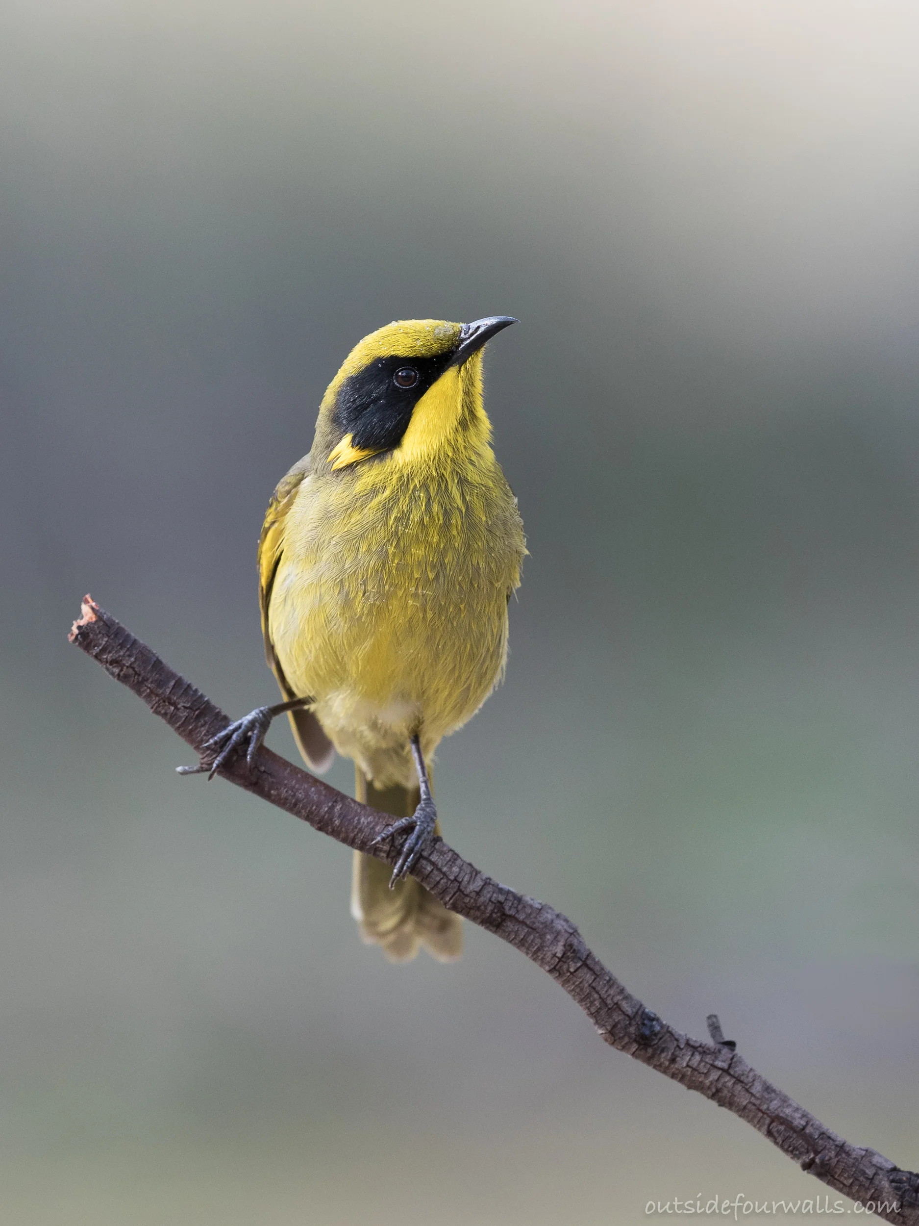 Yellow-tufted Honeyeater (Lichenostomus melanops)