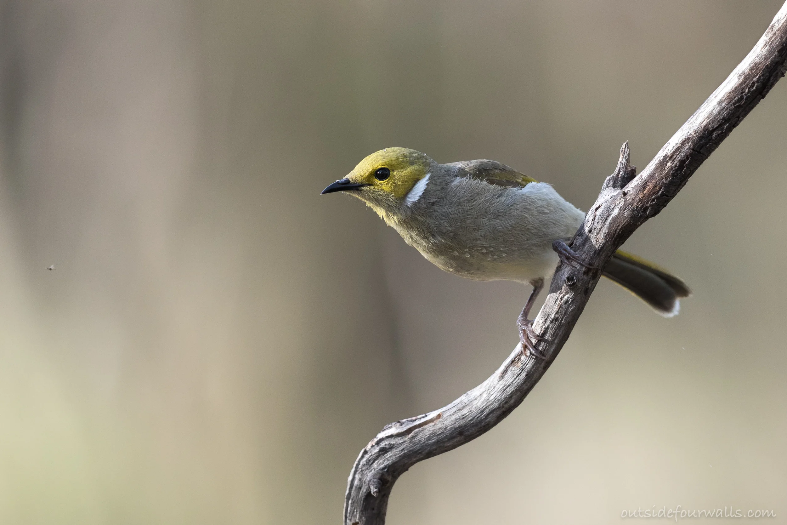 White-plumed Honeyeater (Lichenostomus penicillatus)