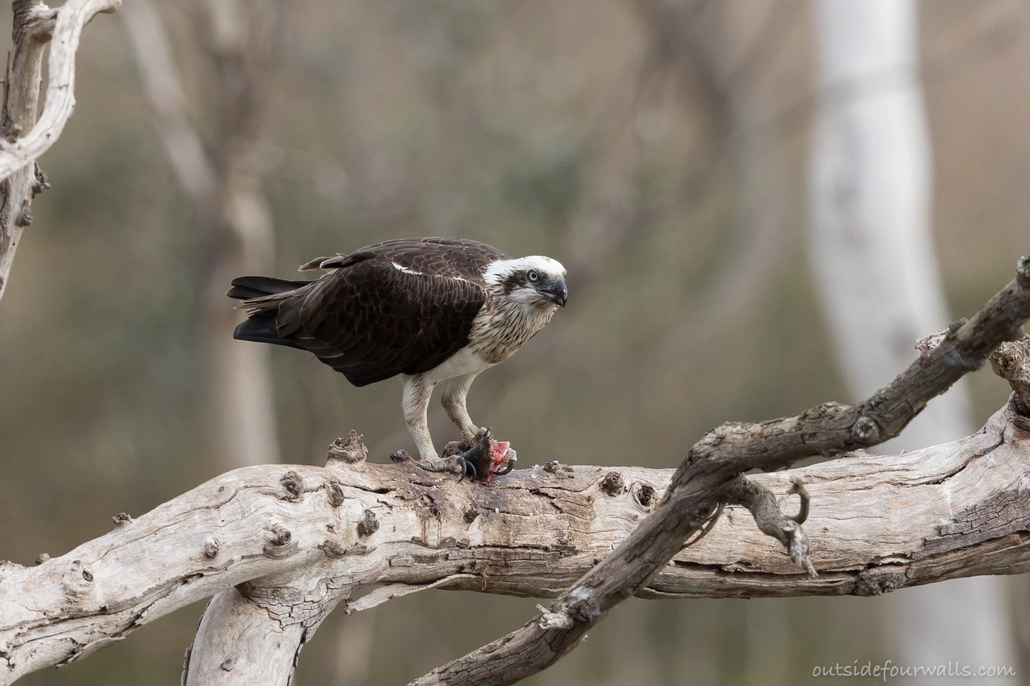 Eastern Osprey (Pandion cristatus)