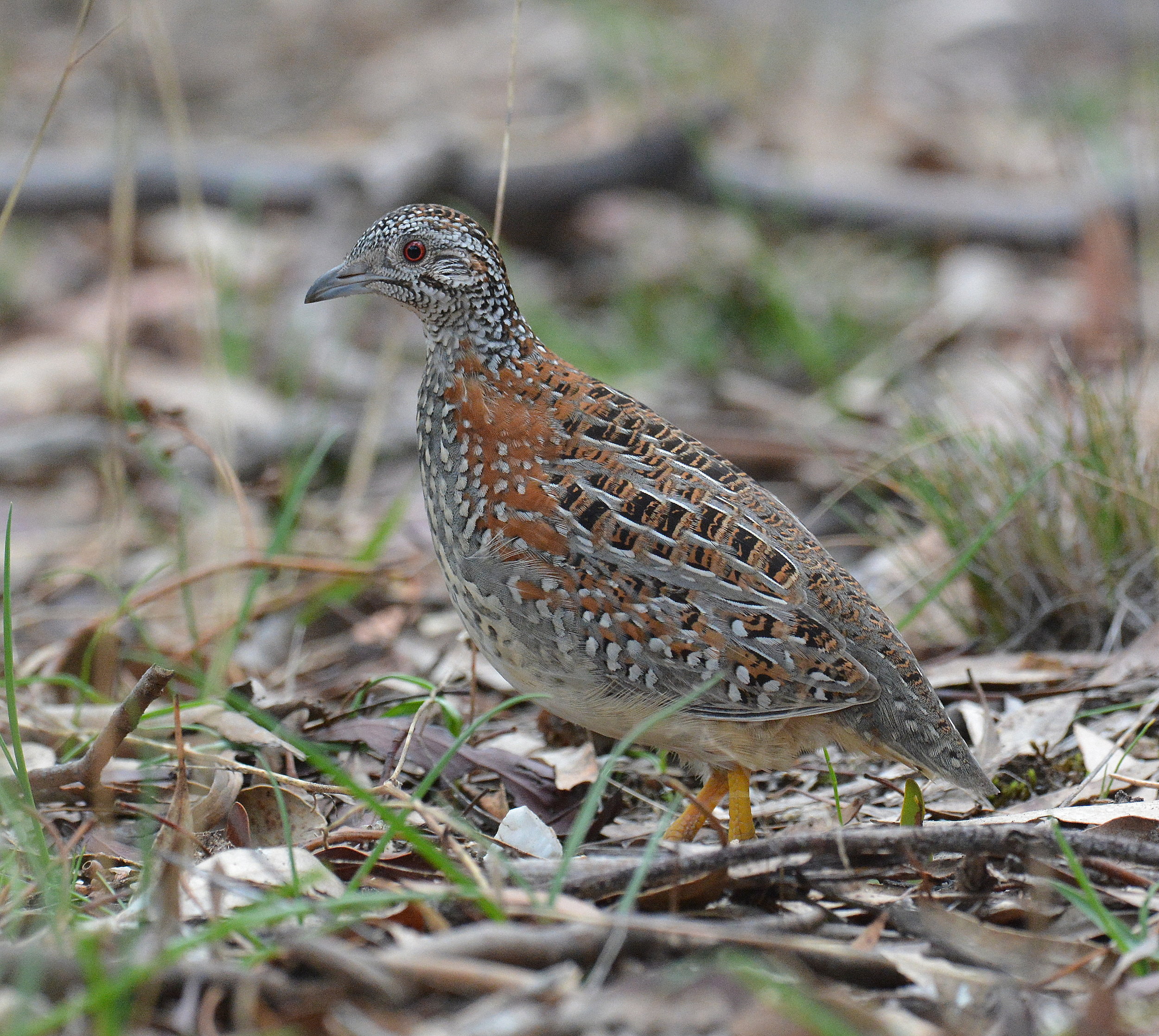  Painted Button-Quail. Clunes. Vic. 18-06-2017. 