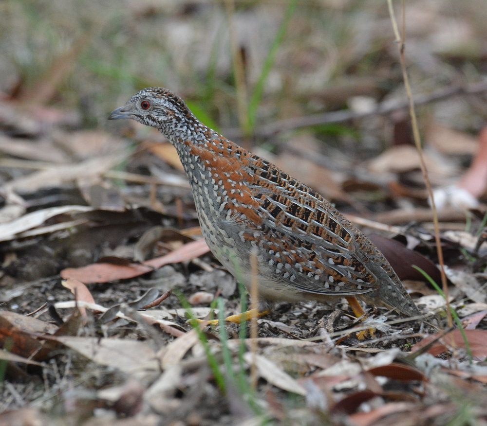  Painted Button-Quail. Clunes. Vic. 18-06-2017. 