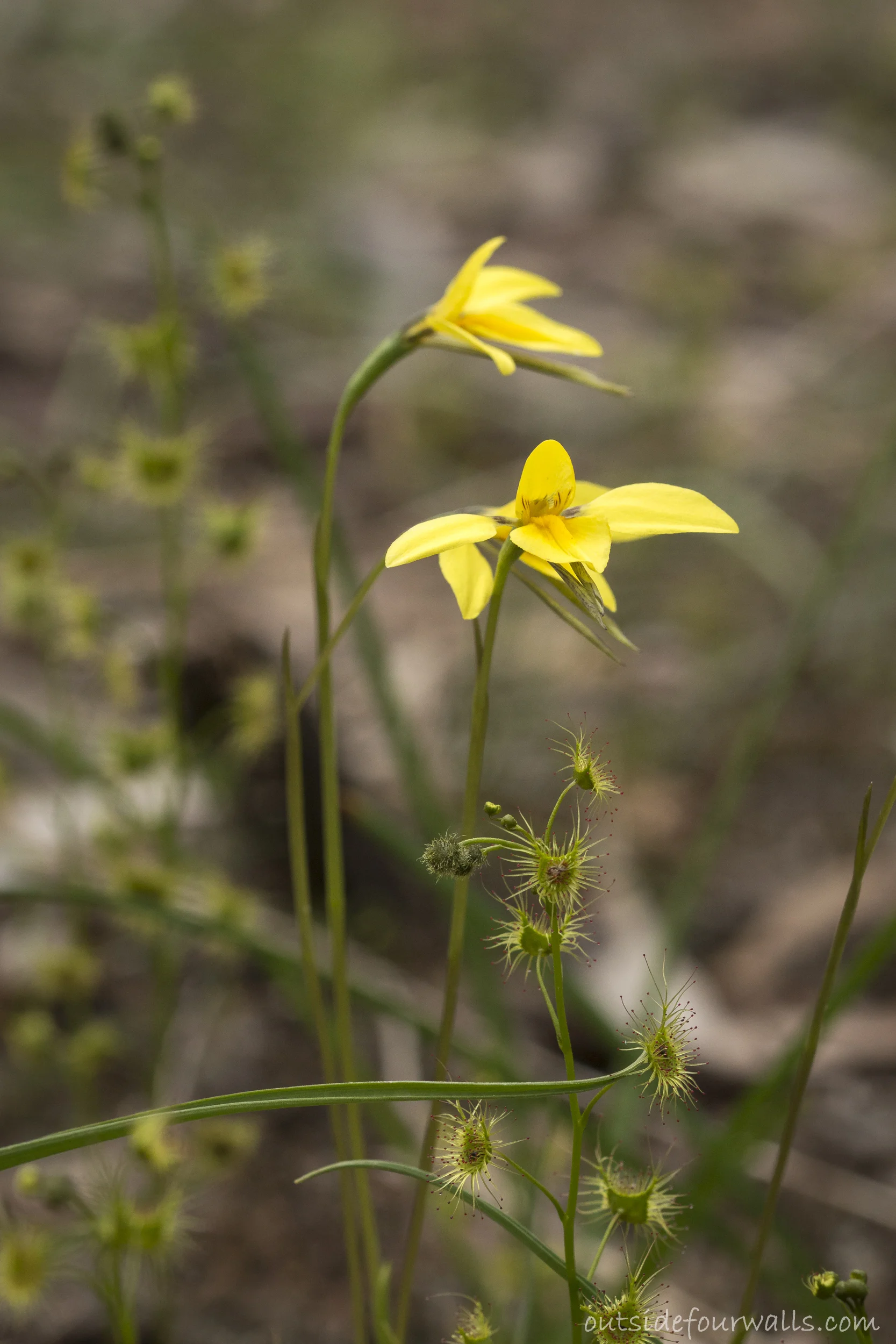 Golden Moth Orchid (Diuris chryseopsis)