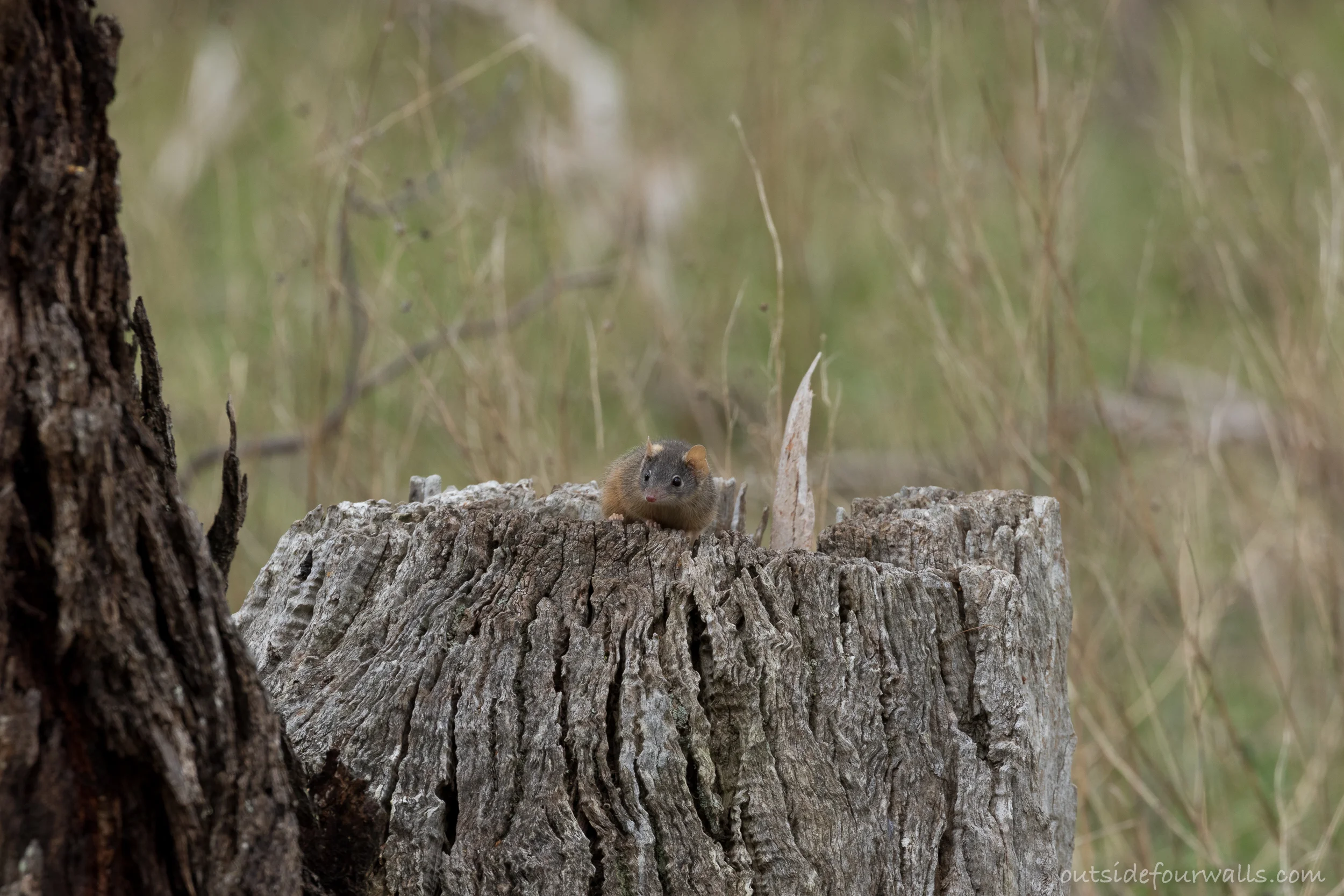 Yellow-footed Antechinus (Antechinus flavipes)