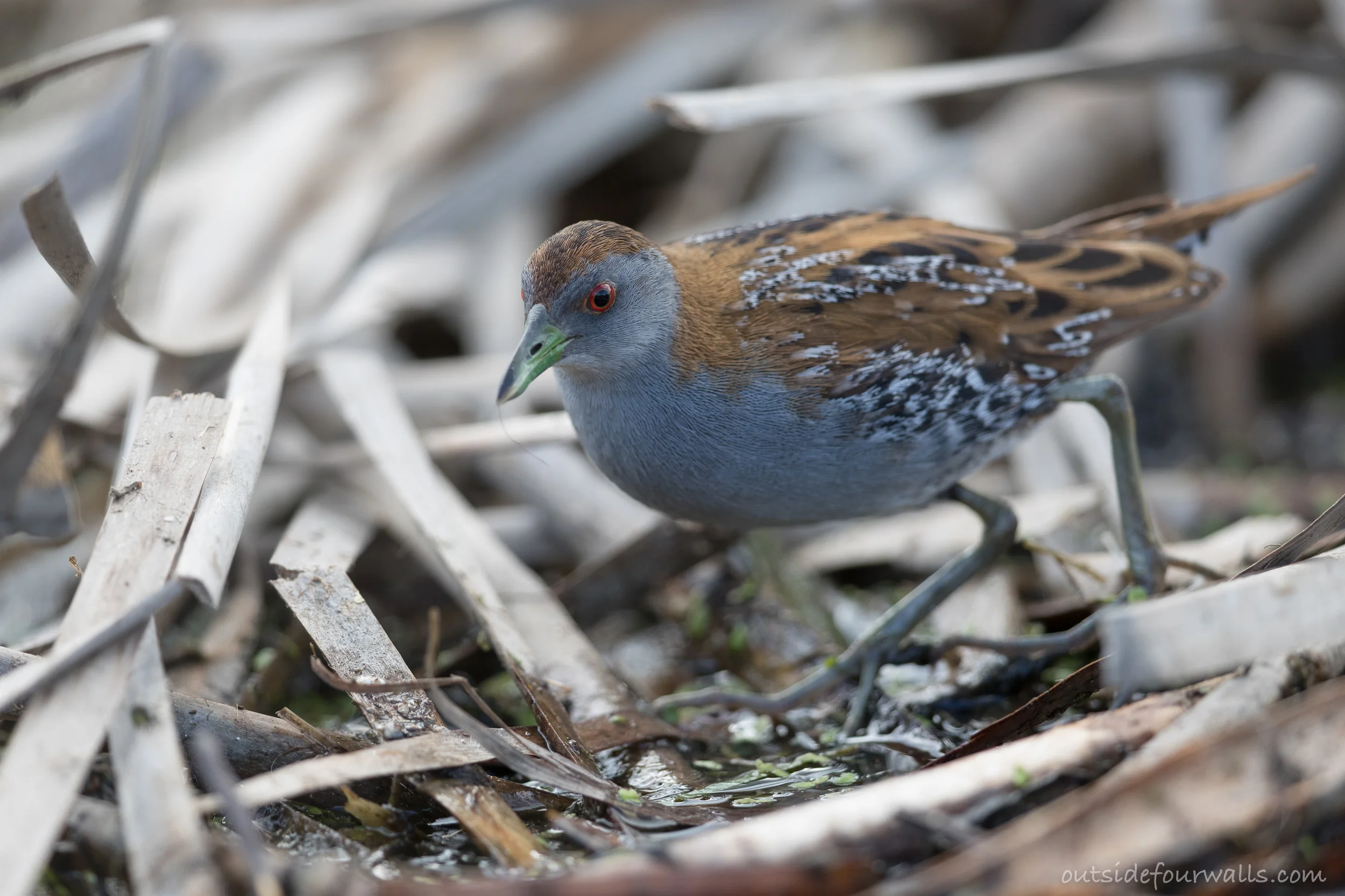 Baillon's Crake (Porzana pusilla)