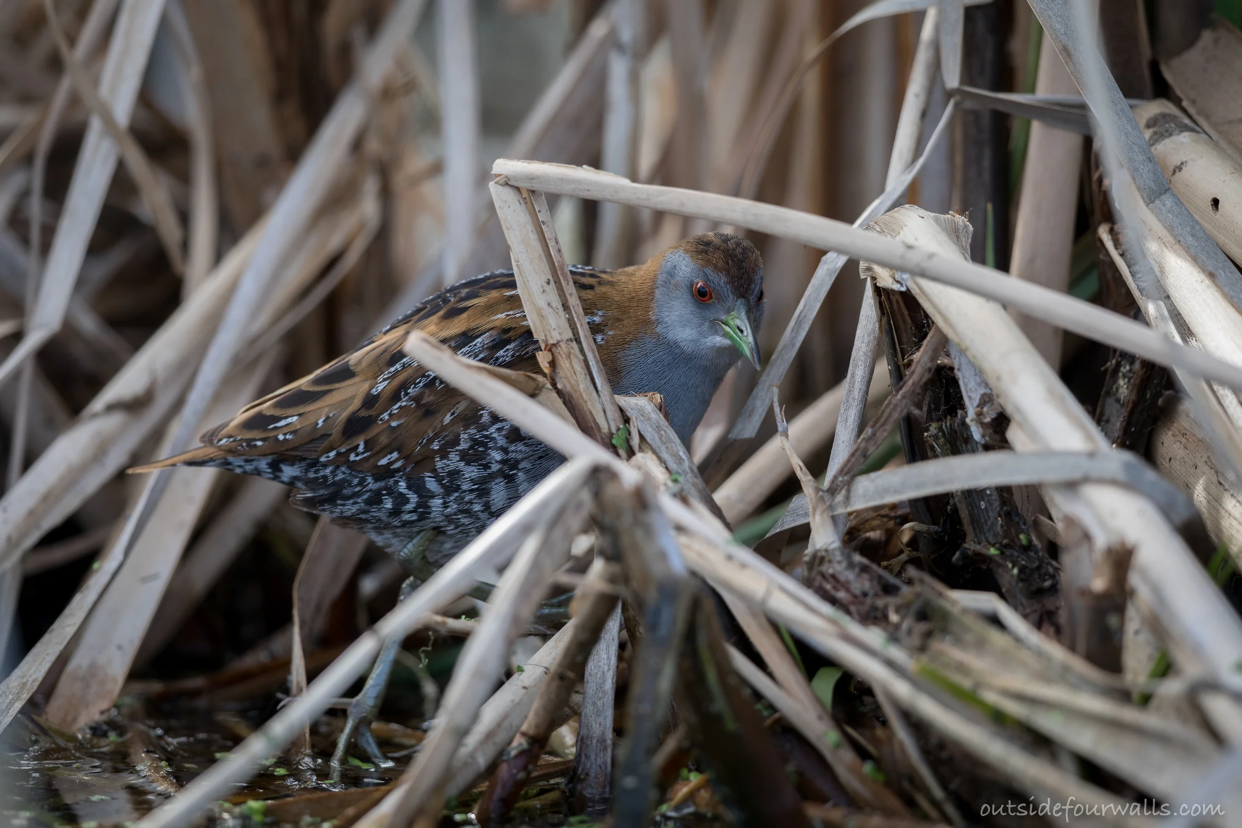 Baillon's Crake (Porzana pusilla)
