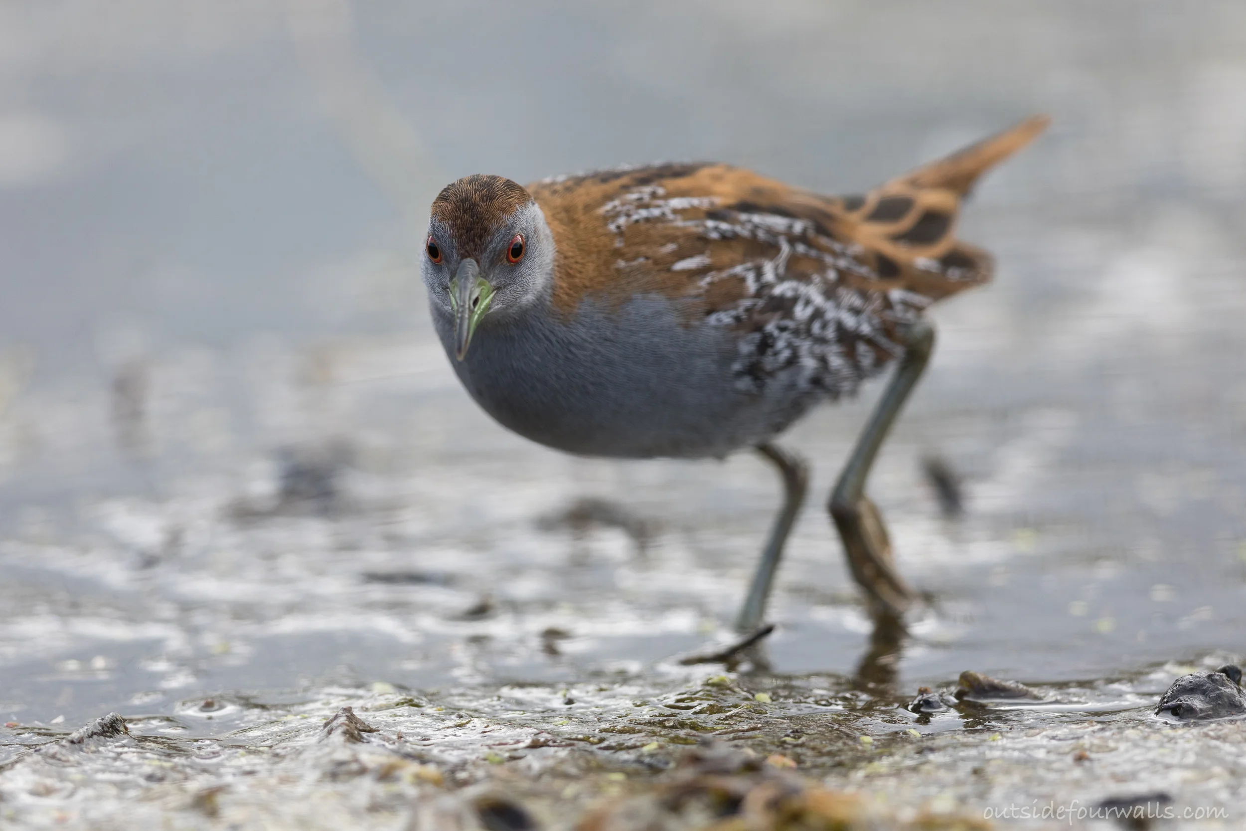 Baillon's Crake (Porzana pusilla)