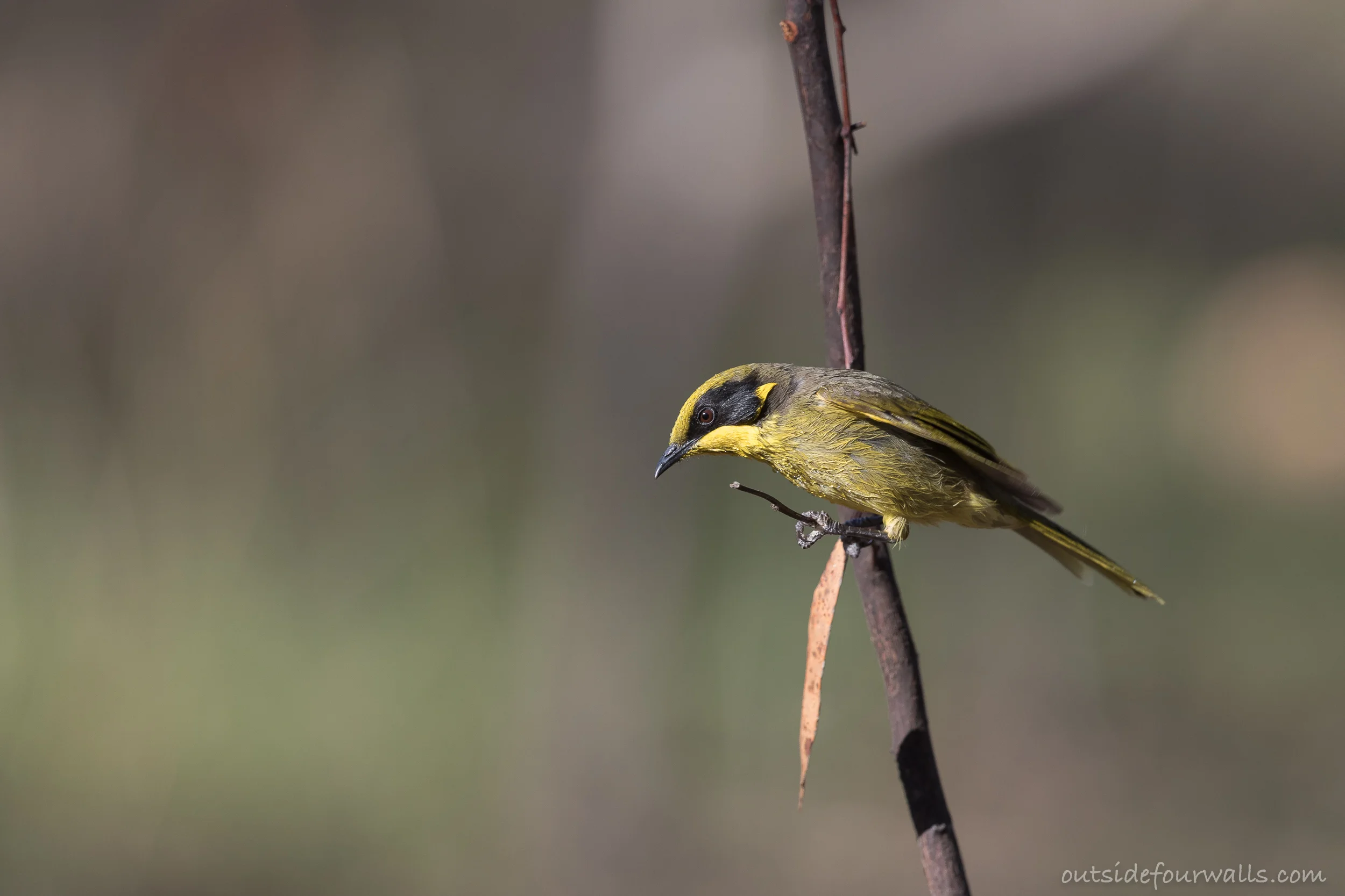 Yellow-tufted Honeyeater (Lichenostomus melanops)
