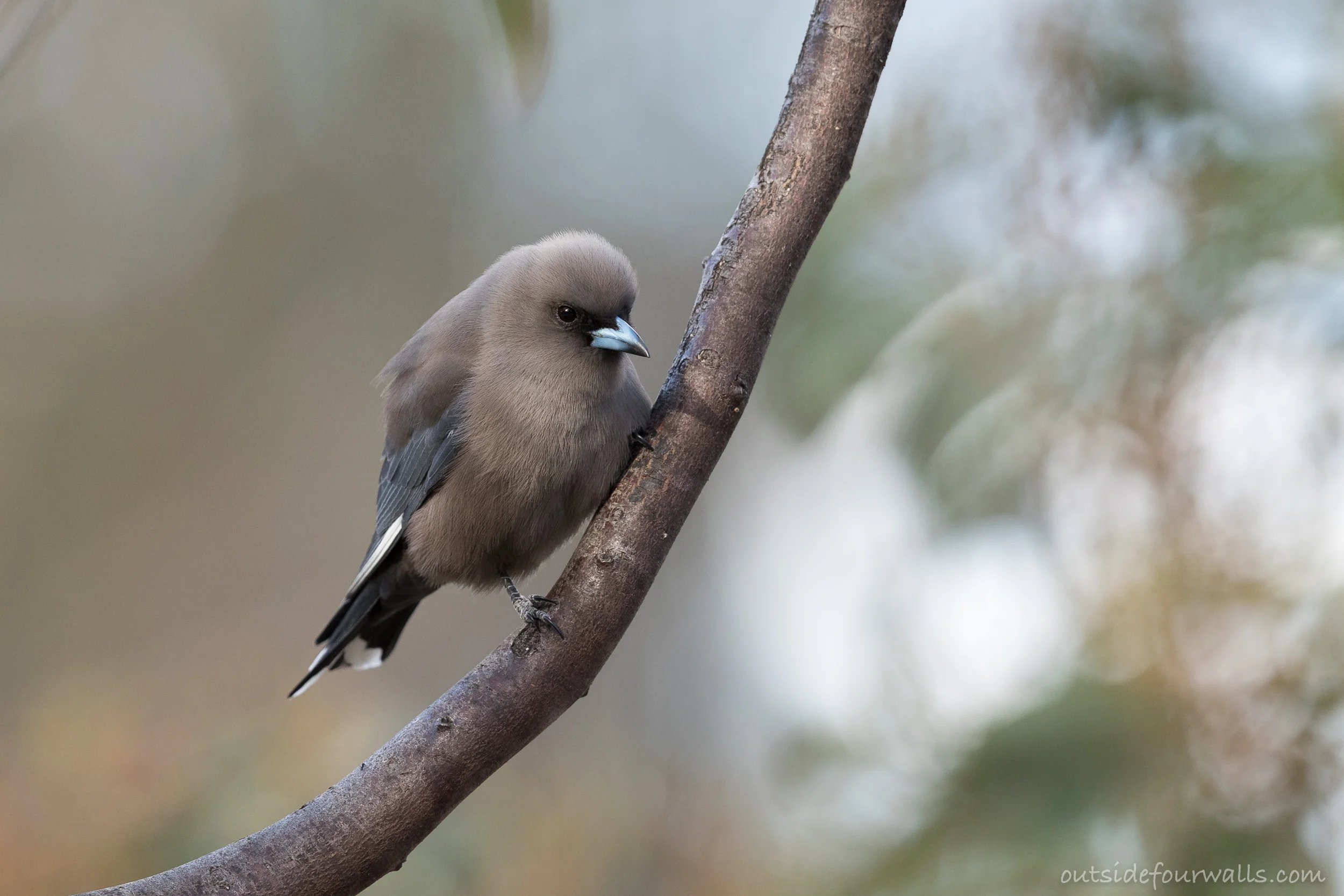 Dusky Woodswallow (Artamus cyanopterus)