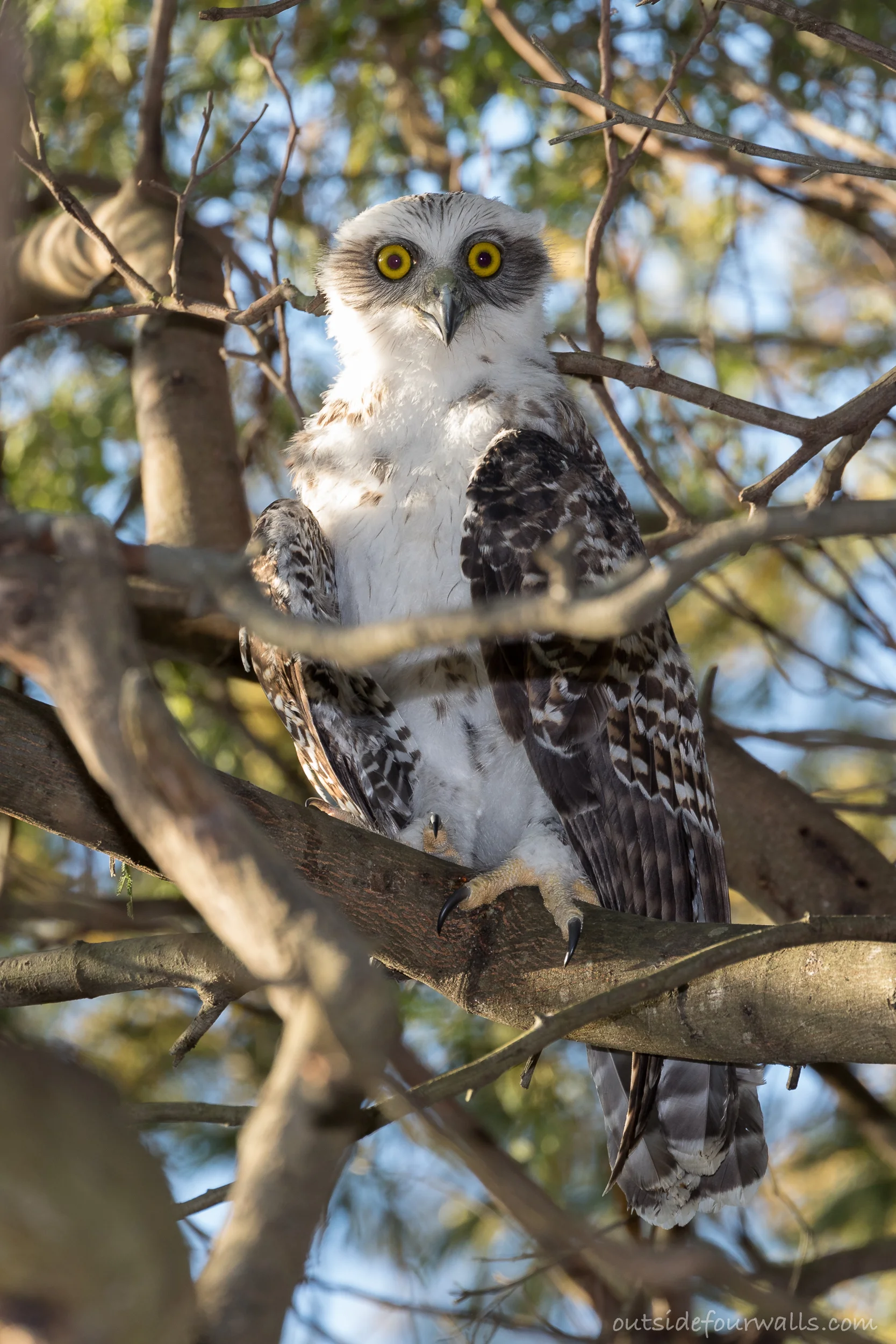 Juvenile Powerful Owl (Ninox strenua)