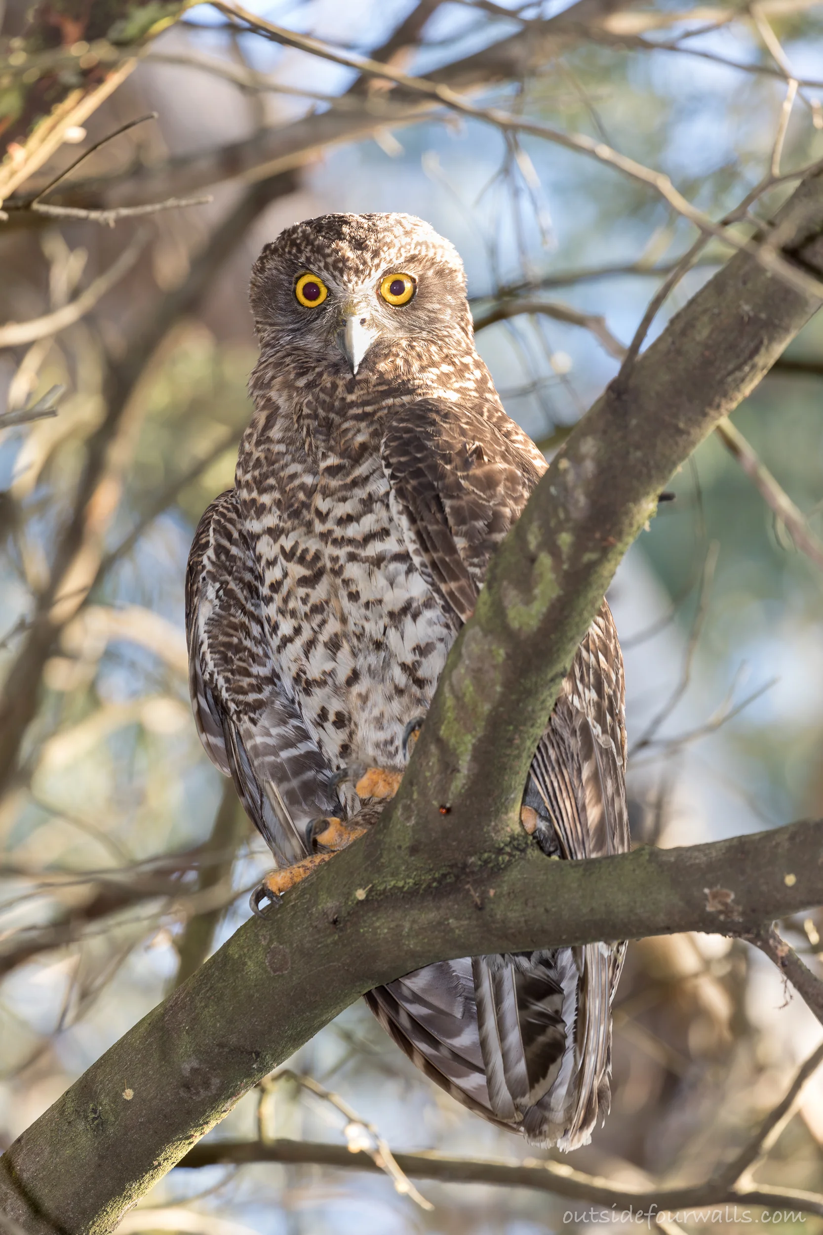 Adult female Powerful Owl (Ninox strenua)