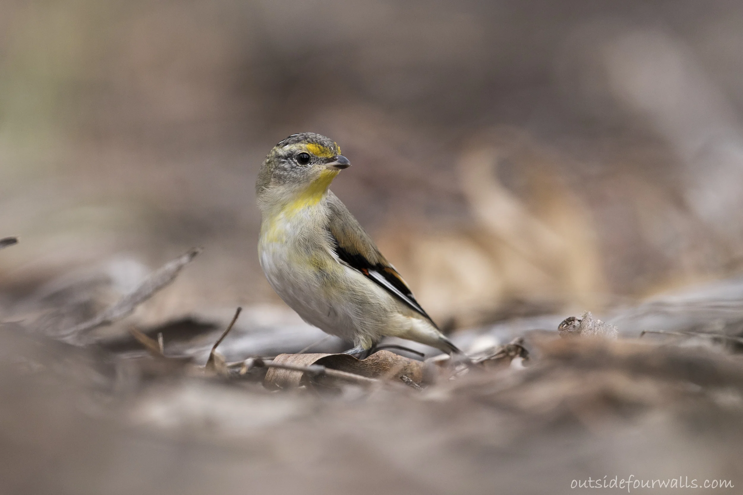 Juvenile Striated Pardalote (Pardalotus striatus)