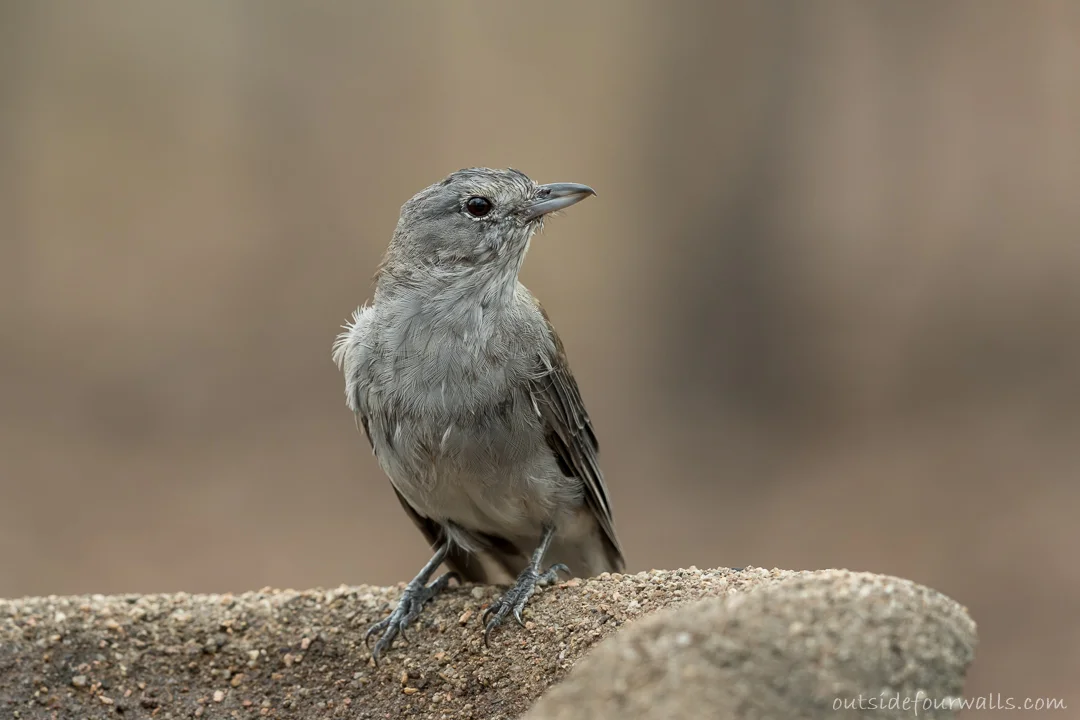 Female Grey Shrike-thrush (Colluricincla harmonica)