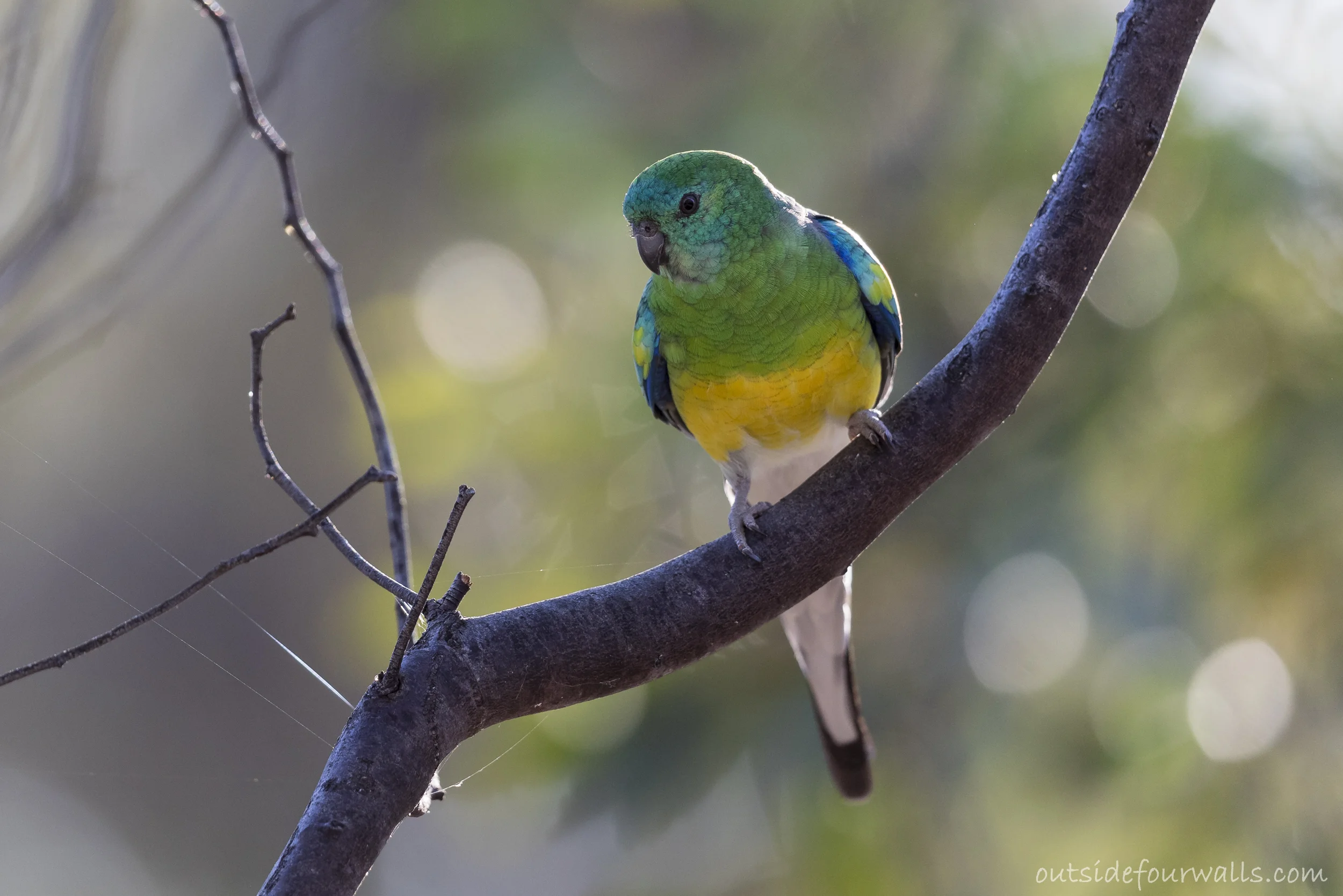 Male Red-rumped Parrot (Psephotus haematonotus)